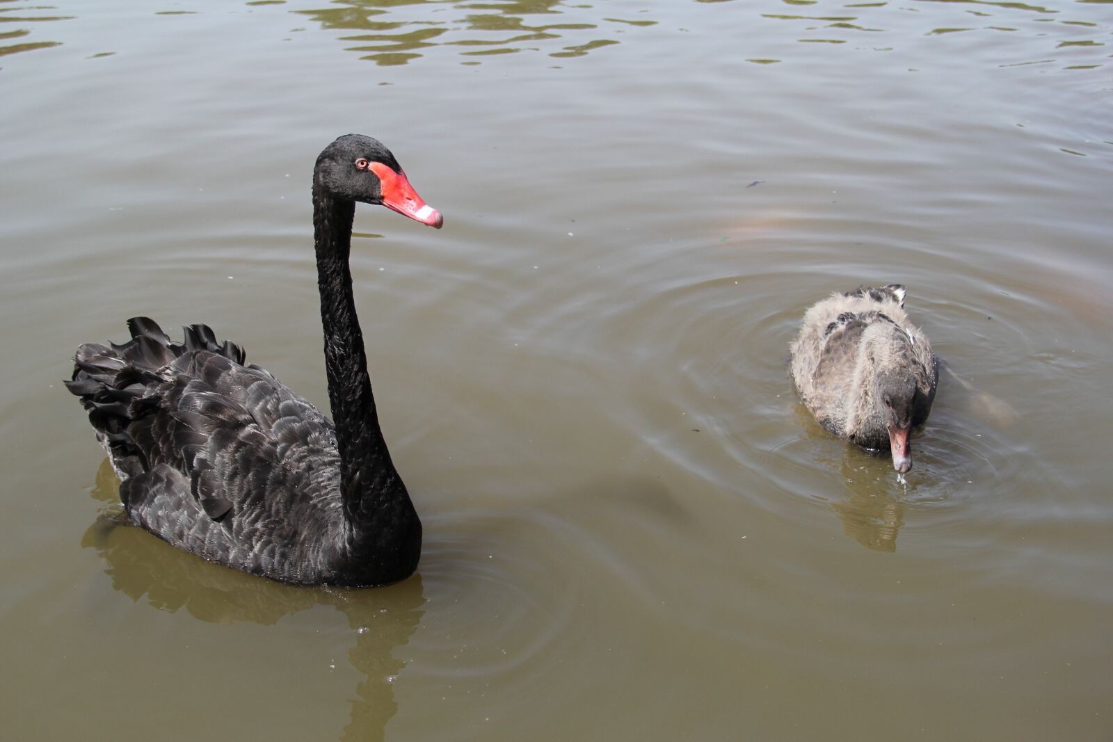 Canon EF-S 18-135mm F3.5-5.6 IS sample photo. Black swan, park, leisure photography