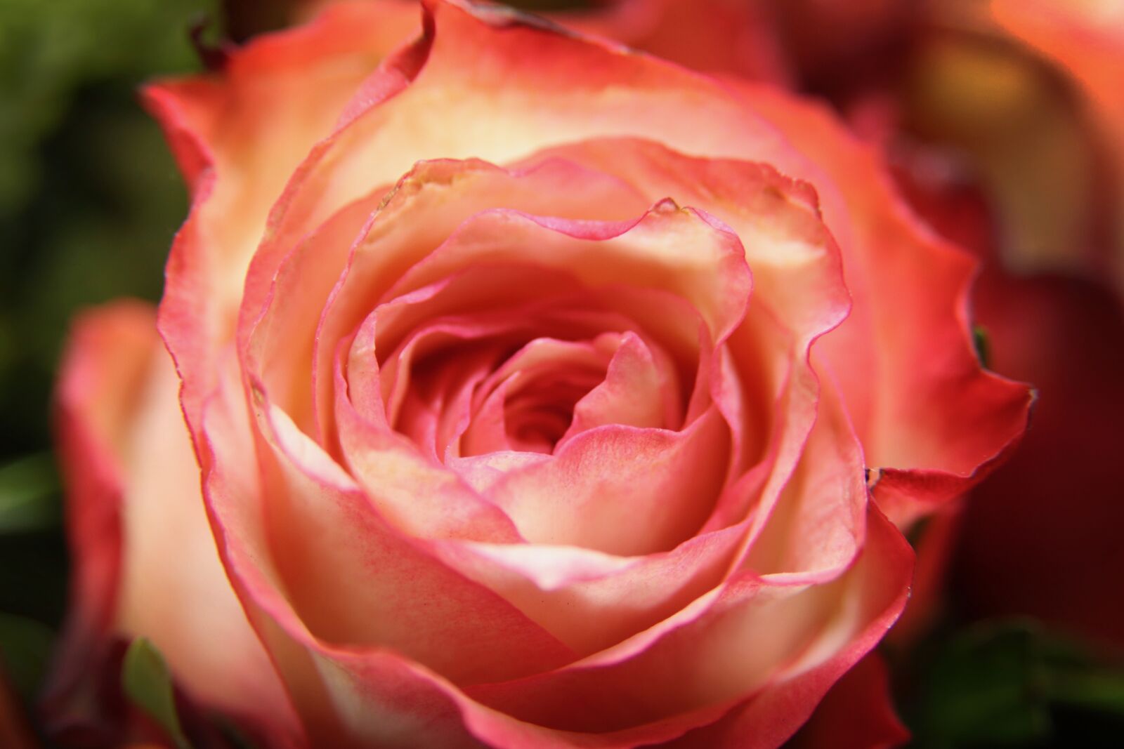 Canon EOS 800D (EOS Rebel T7i / EOS Kiss X9i) sample photo. Rose, petals, blossom photography