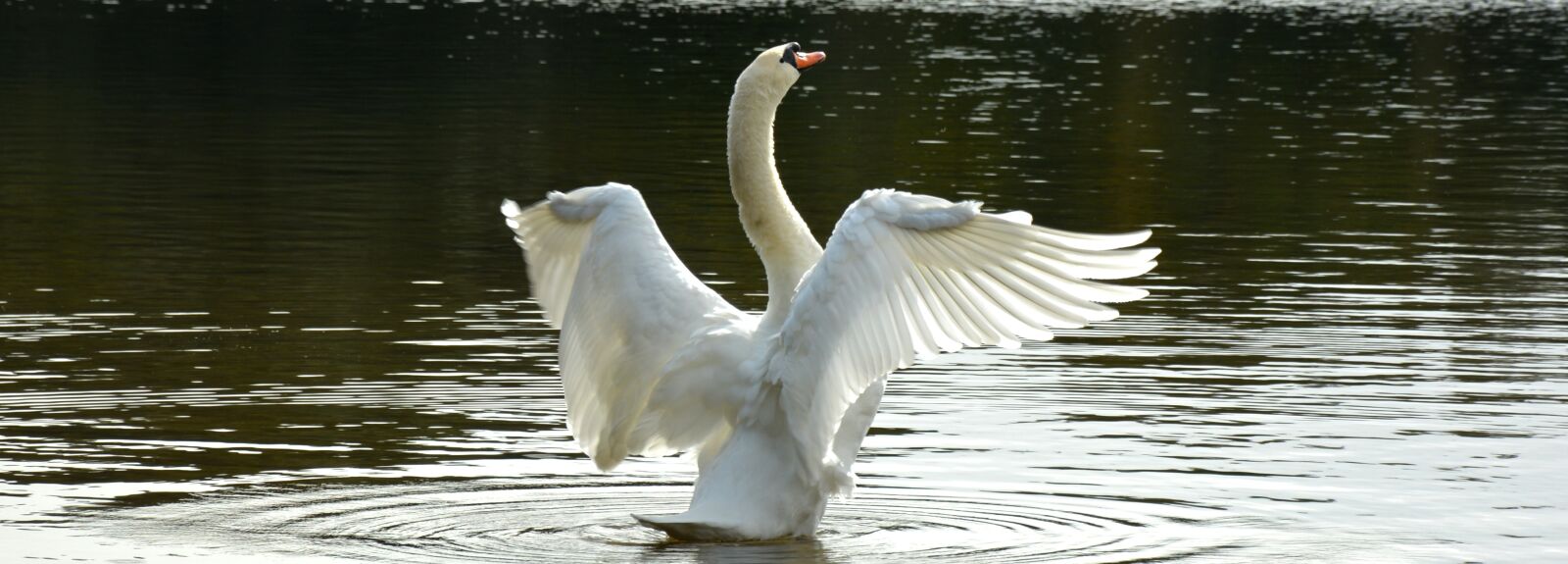 Nikon D5200 sample photo. Swan, bird, water photography