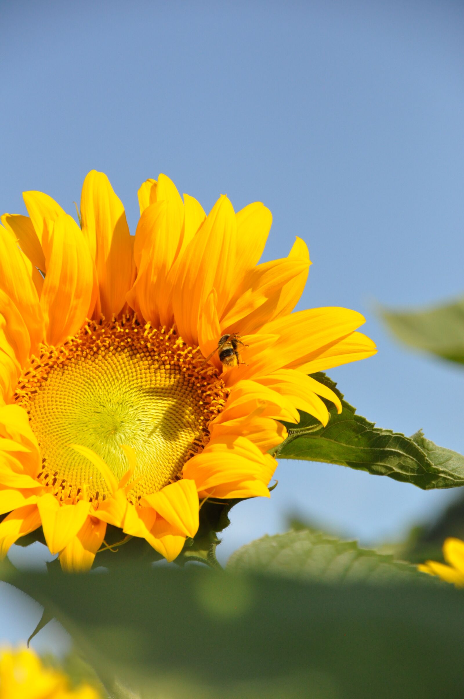Nikon D90 sample photo. Sunflower, summer, honeybee photography