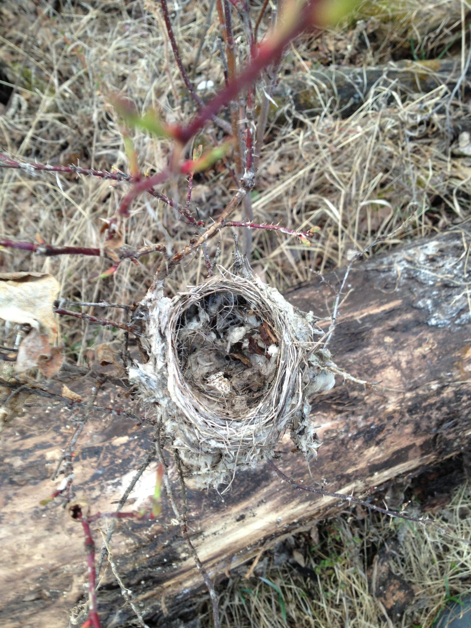 Apple iPhone 4S sample photo. Nest, robin, nature photography