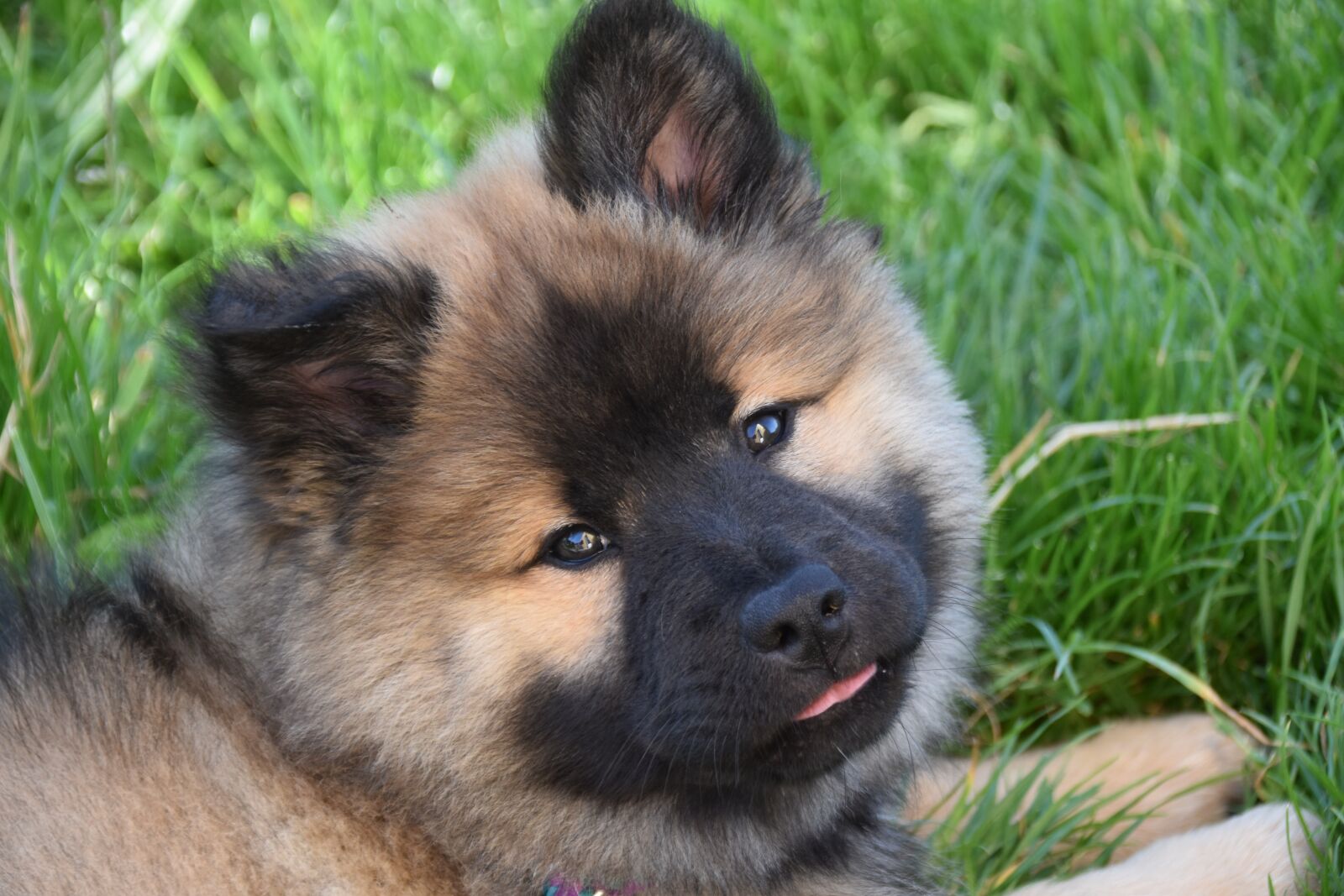 Nikon D5600 sample photo. Dog, pup, puppy photography