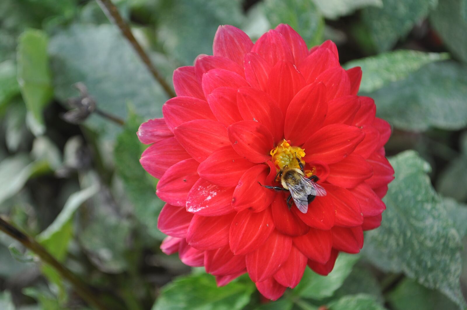 Nikon D5000 sample photo. Bee, flower, red photography