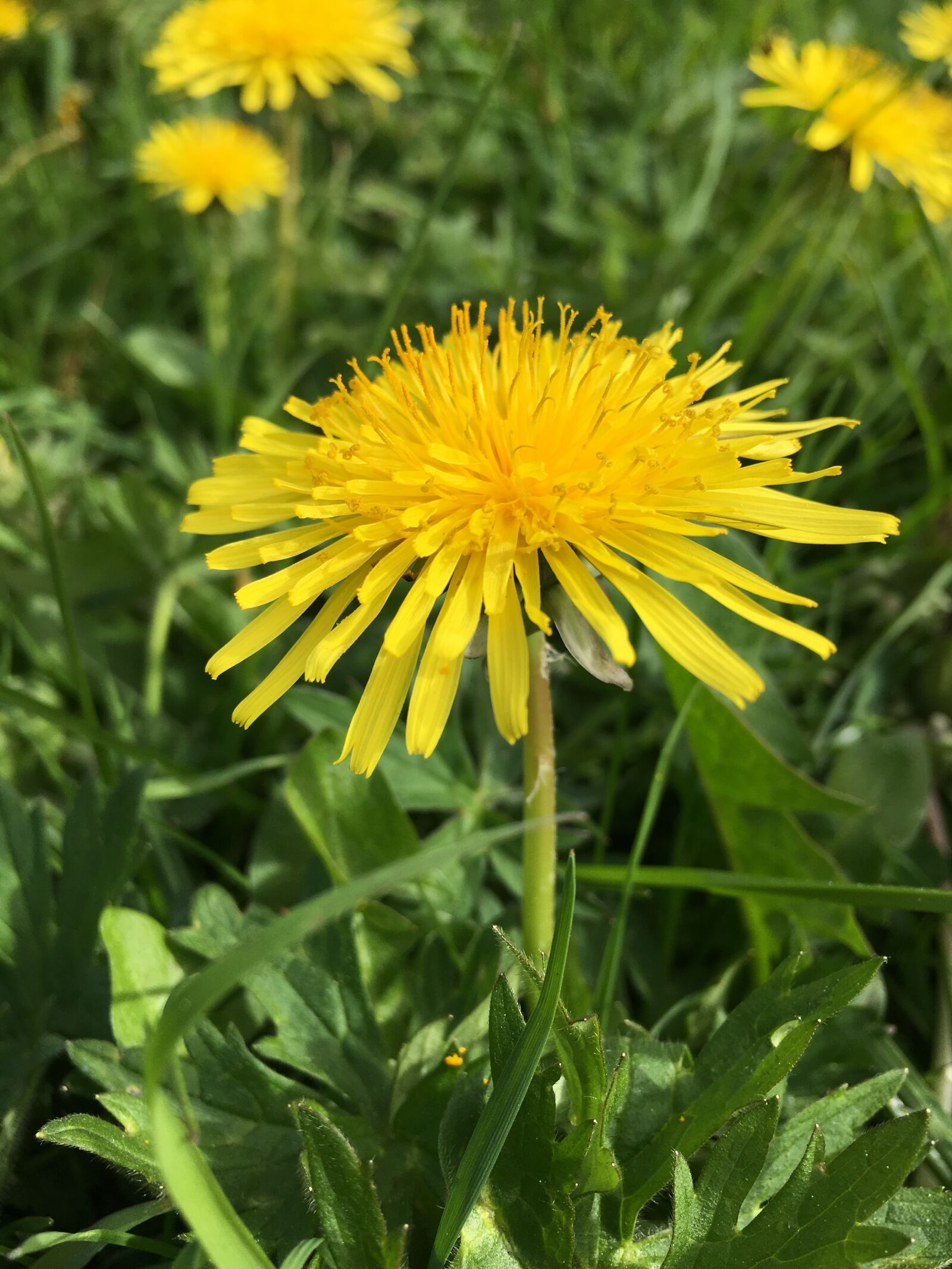 Apple iPhone 6s Plus sample photo. Yellow, flower, natural photography