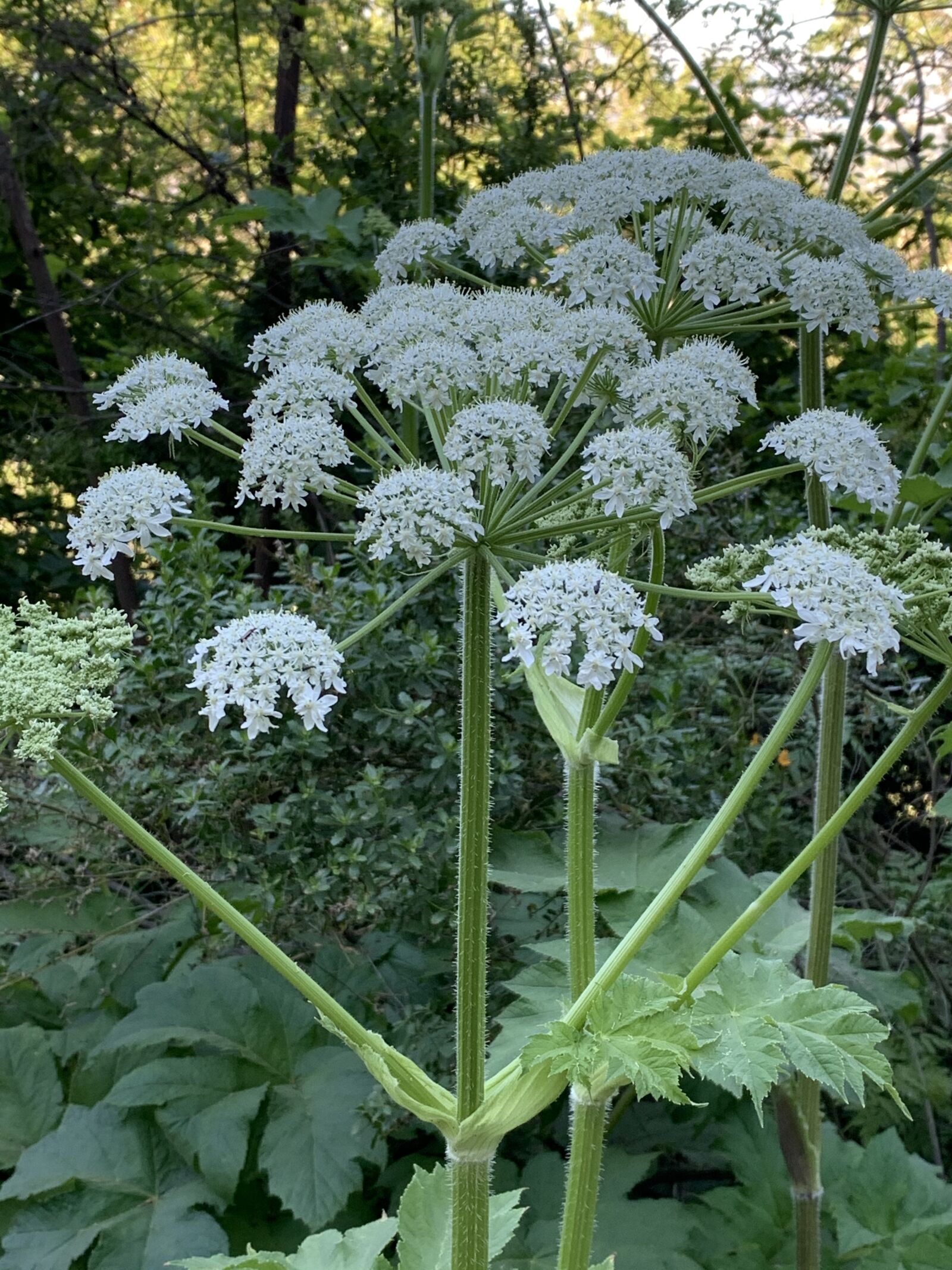 iPhone XS back dual camera 4.25mm f/1.8 sample photo. Cow parsnip, wildflowers, flowers photography
