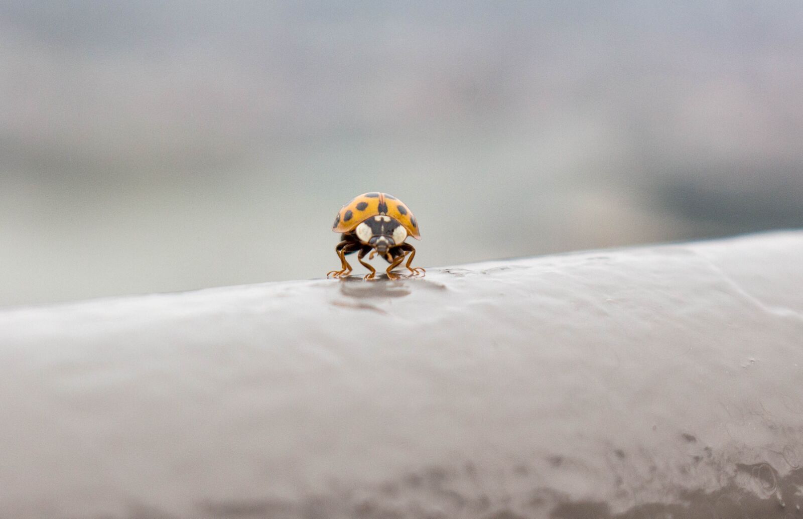 Canon EOS 700D (EOS Rebel T5i / EOS Kiss X7i) sample photo. Lady bug, fly, insect photography