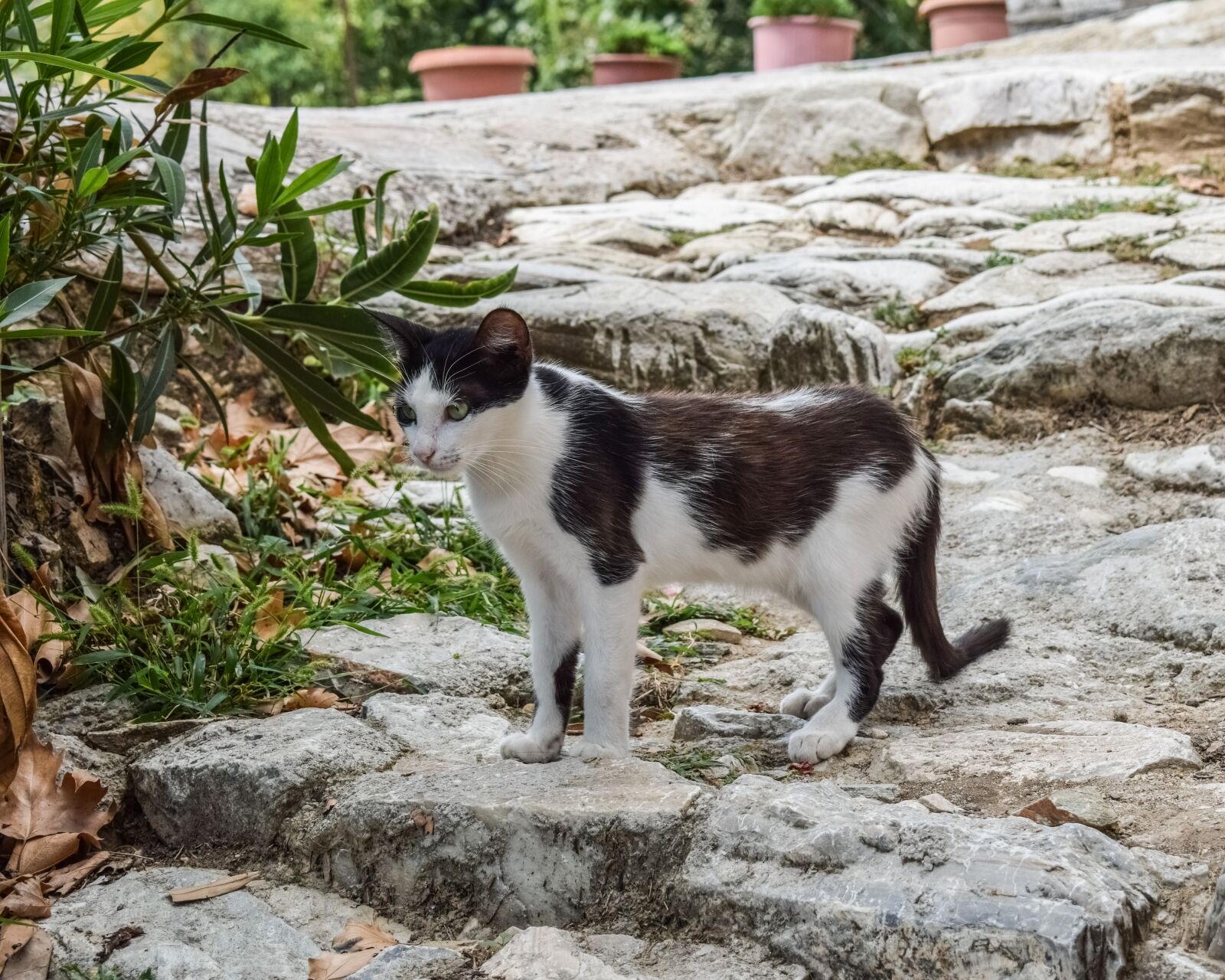 Nikon D3300 sample photo. Cat, stray, animal photography