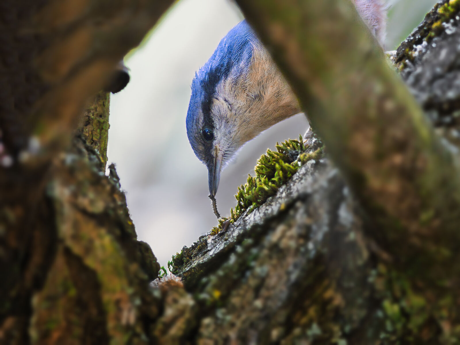 Canon EF 300mm F4L IS USM sample photo