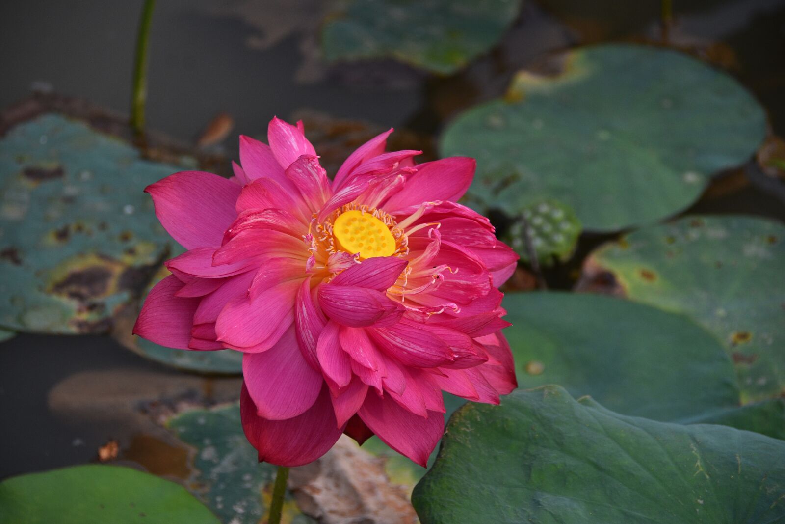 Nikon D7200 sample photo. Lotus, flower, lagoon photography