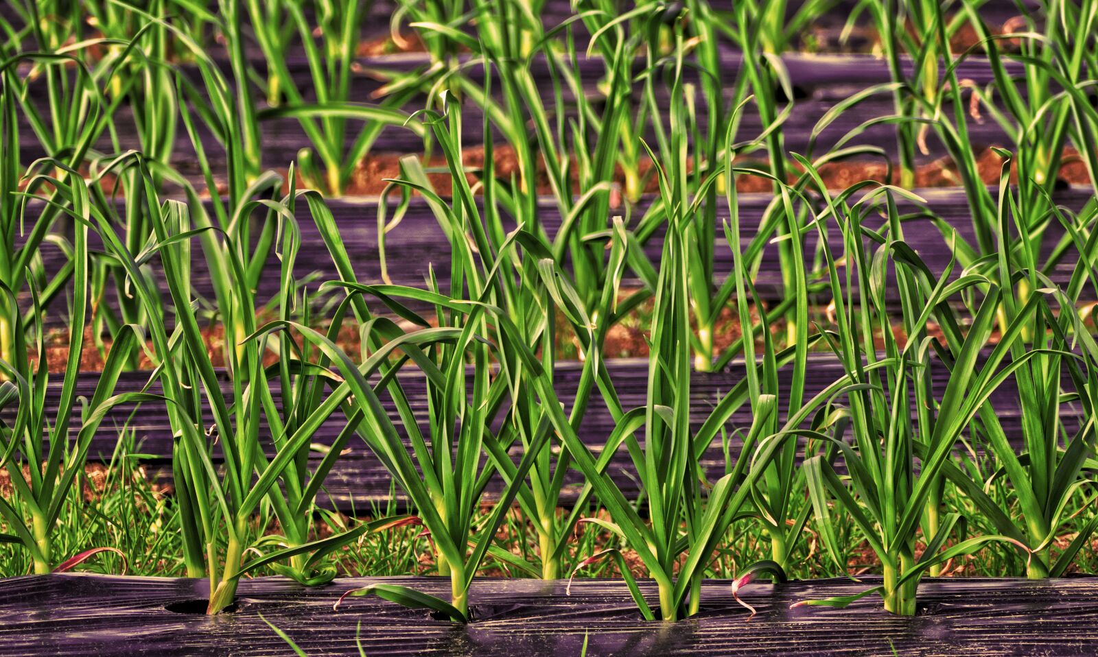 Panasonic Lumix DMC-FZ1000 sample photo. Mulch film, film cultivation photography