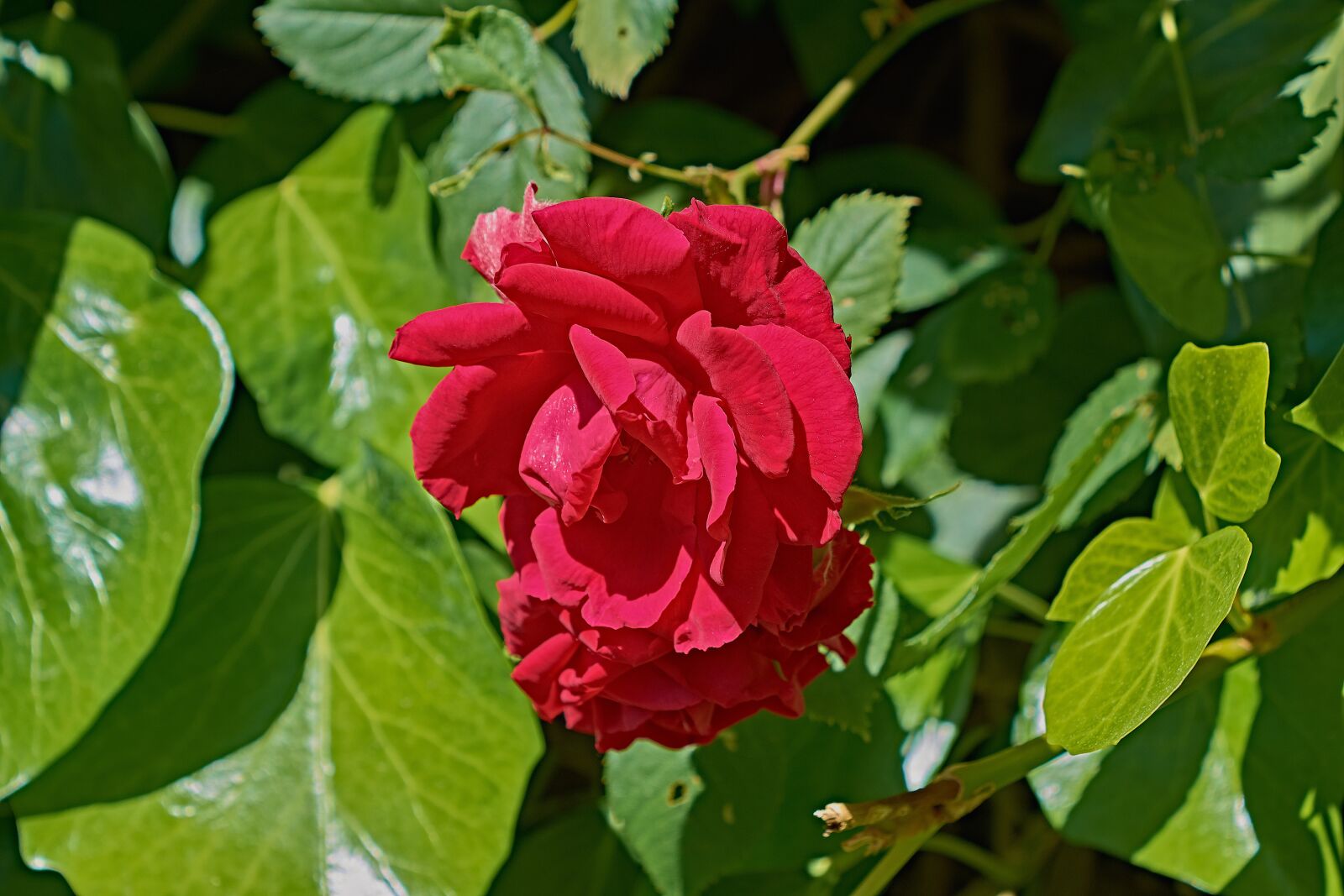 Nikon D7200 sample photo. Rosa, garden, flower photography