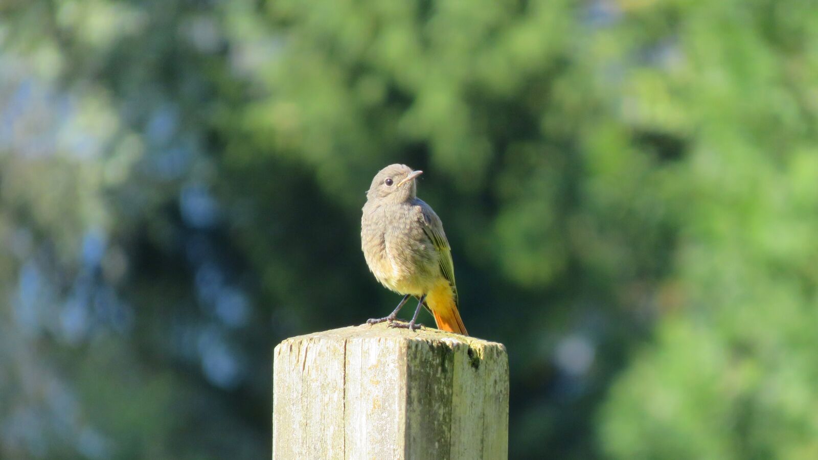 Canon PowerShot SX710 HS sample photo. Bird, pile, animal photography