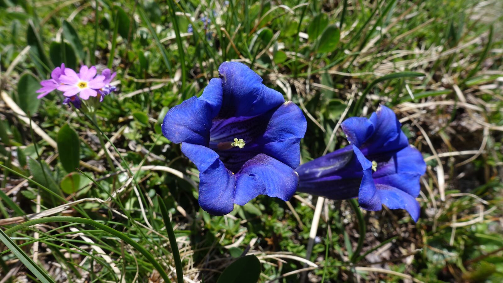 Sony Cyber-shot DSC-RX100 IV sample photo. Gentian, mountain flowers, blue photography