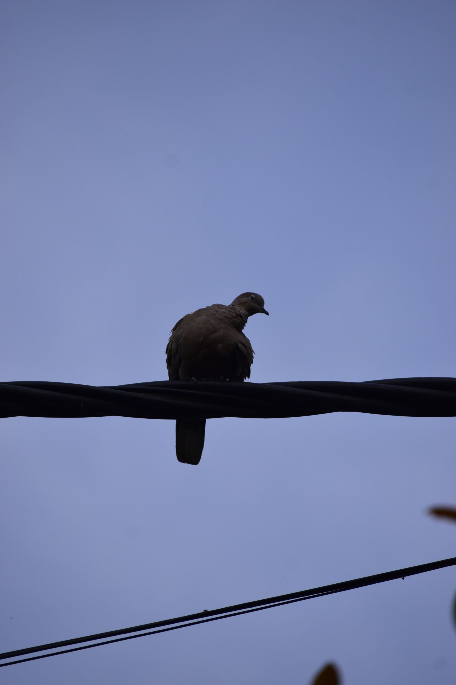 Nikon D5300 sample photo. Birds, love, animal photography