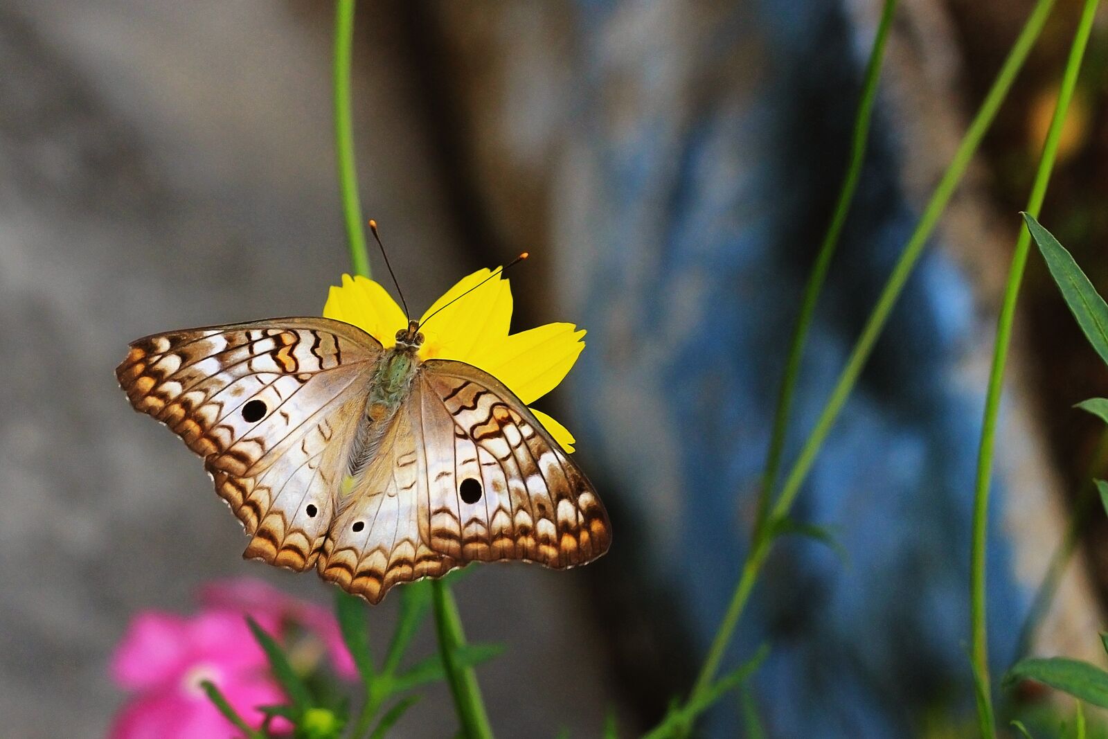 Canon EOS 600D (Rebel EOS T3i / EOS Kiss X5) + Canon EF 50mm F1.8 STM sample photo. Butterfly, flying insect, wings photography