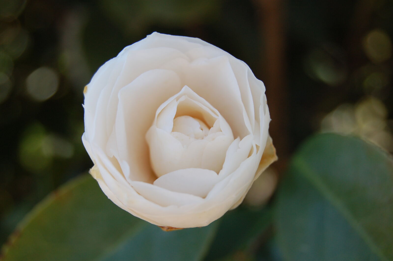 Nikon D50 sample photo. Flowers, garden, gardens, pale photography