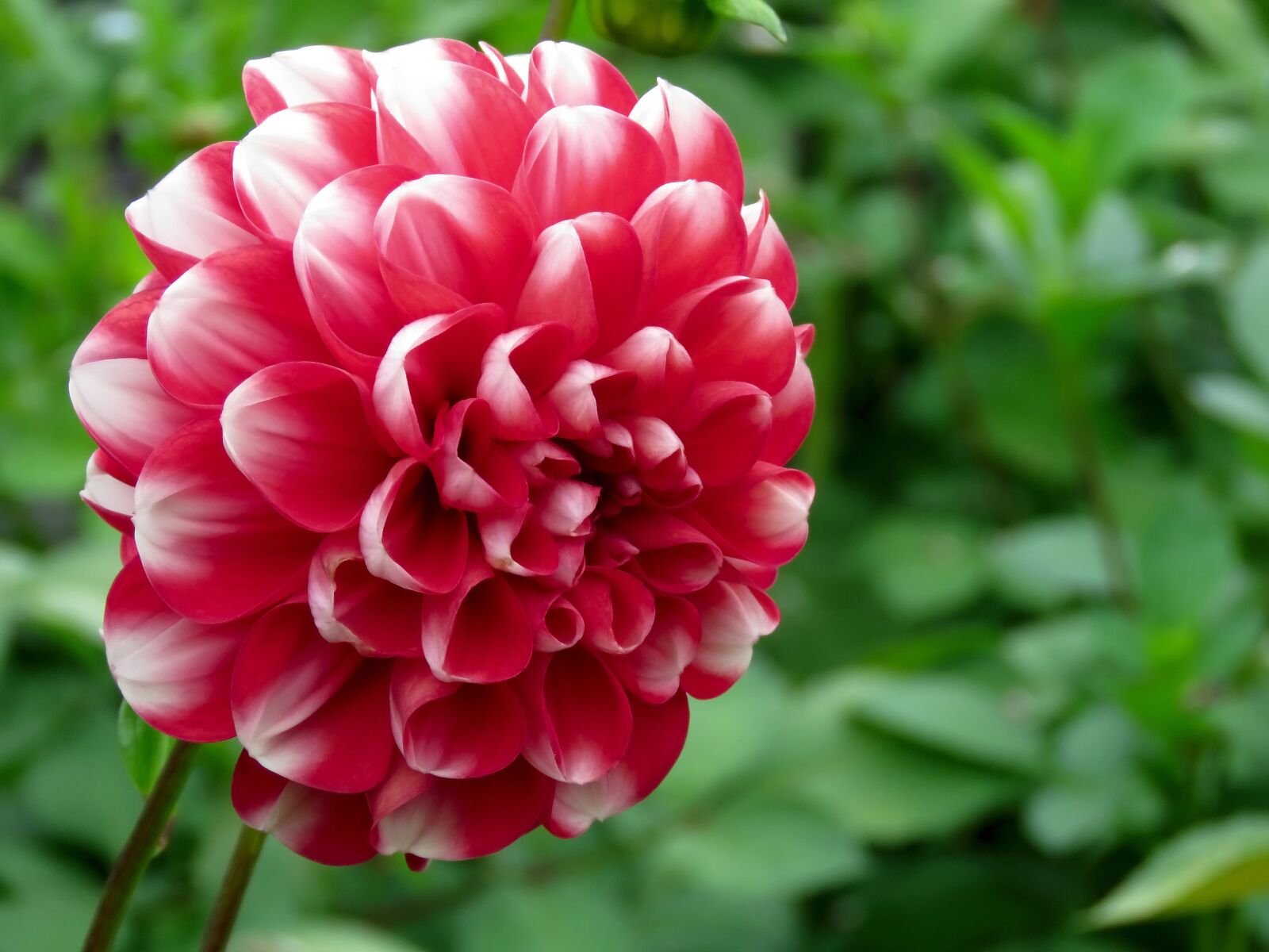 Canon PowerShot SX60 HS sample photo. Dahlia, flower, red photography