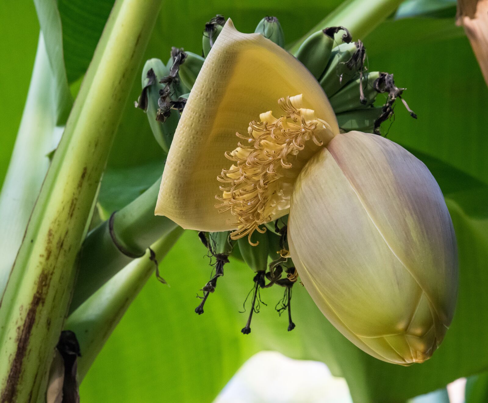 Canon EF-S 55-250mm F4-5.6 IS STM sample photo. Banana flower, banana, banana photography