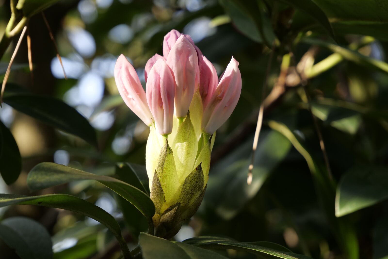 Panasonic Lumix DC-G9 sample photo. Nature, plant, rhododendron photography