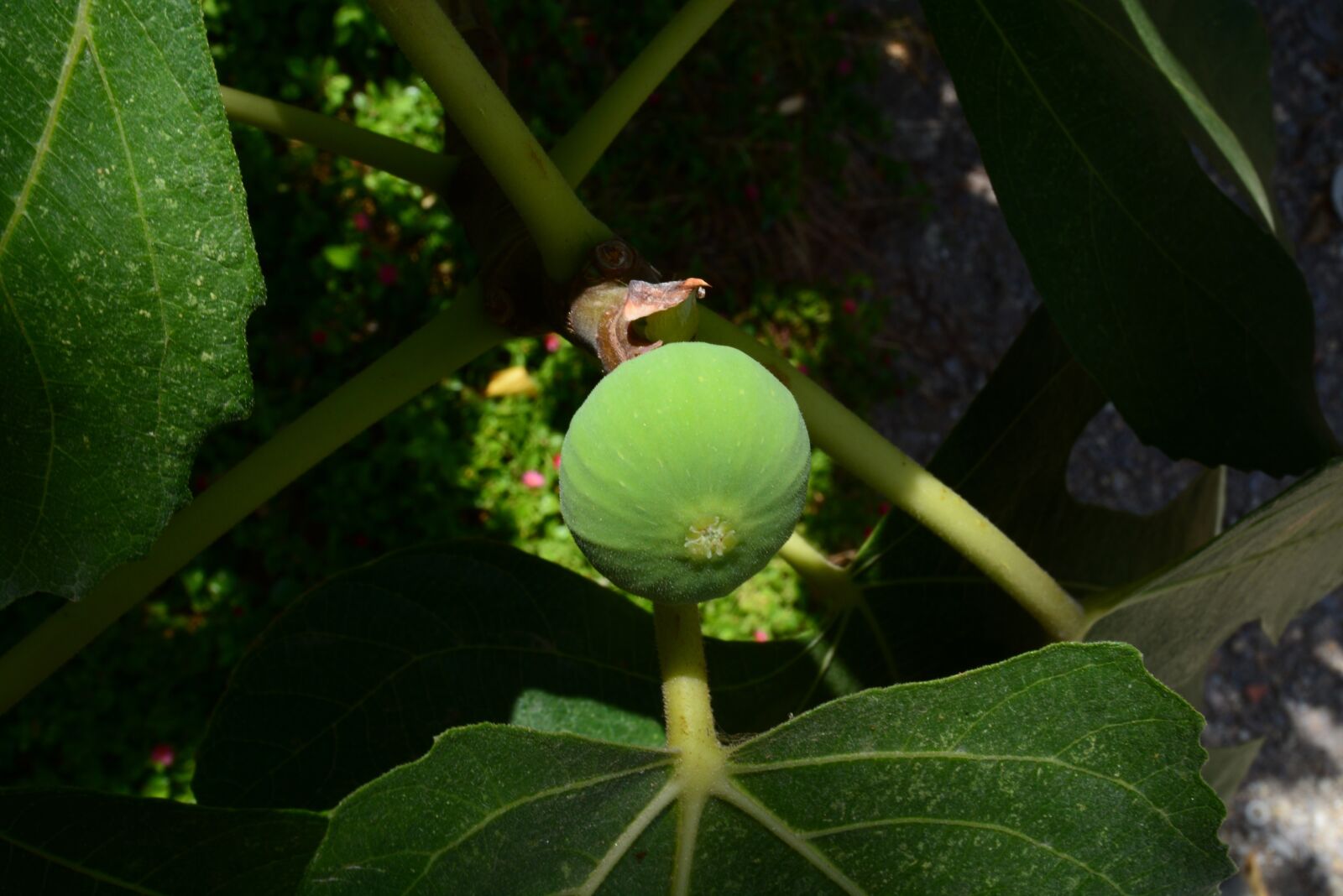 Nikon D5200 sample photo. Fruit, green, figs photography