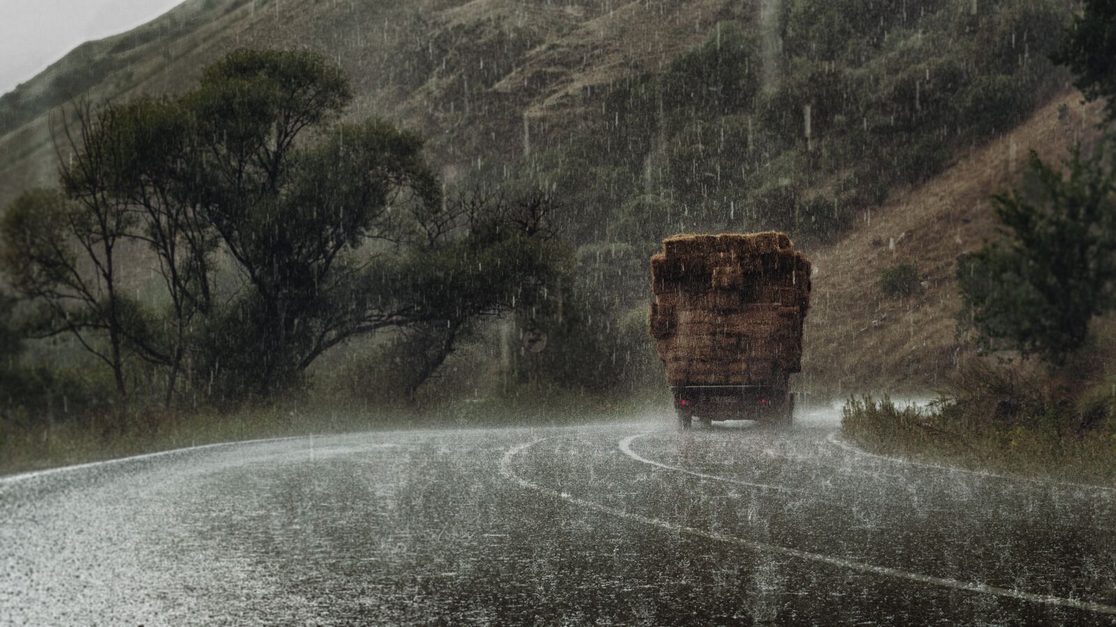 Nikon D3100 sample photo. Tree, rain, road photography