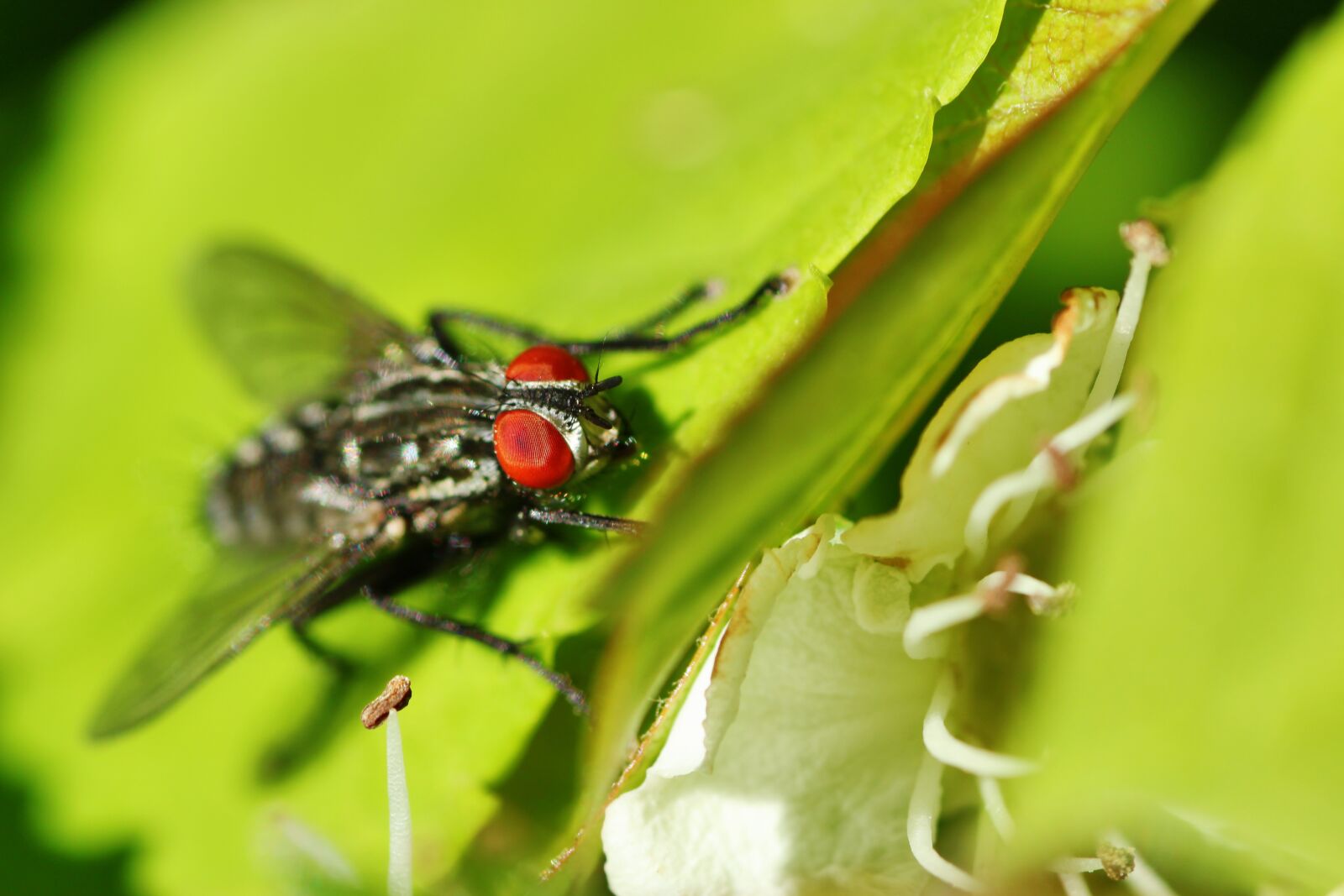 Tamron SP 90mm F2.8 Di VC USD 1:1 Macro sample photo. Fly, compound eyes, insect photography