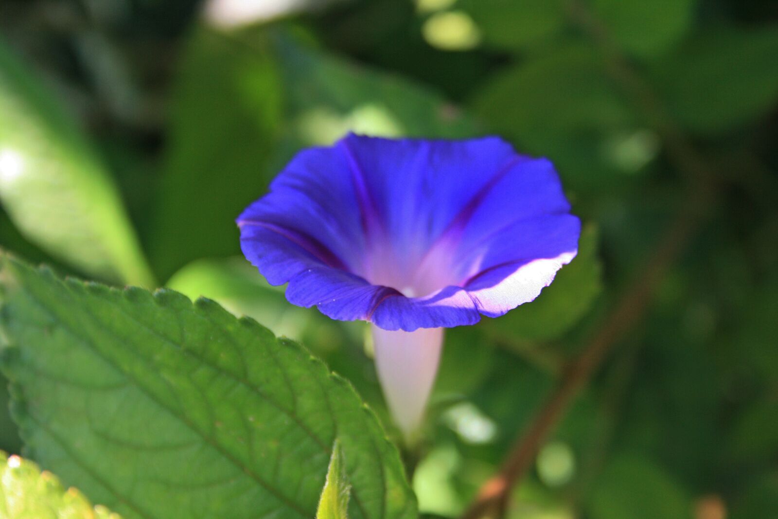 Canon EOS 400D (EOS Digital Rebel XTi / EOS Kiss Digital X) sample photo. Purple morning glory flower photography