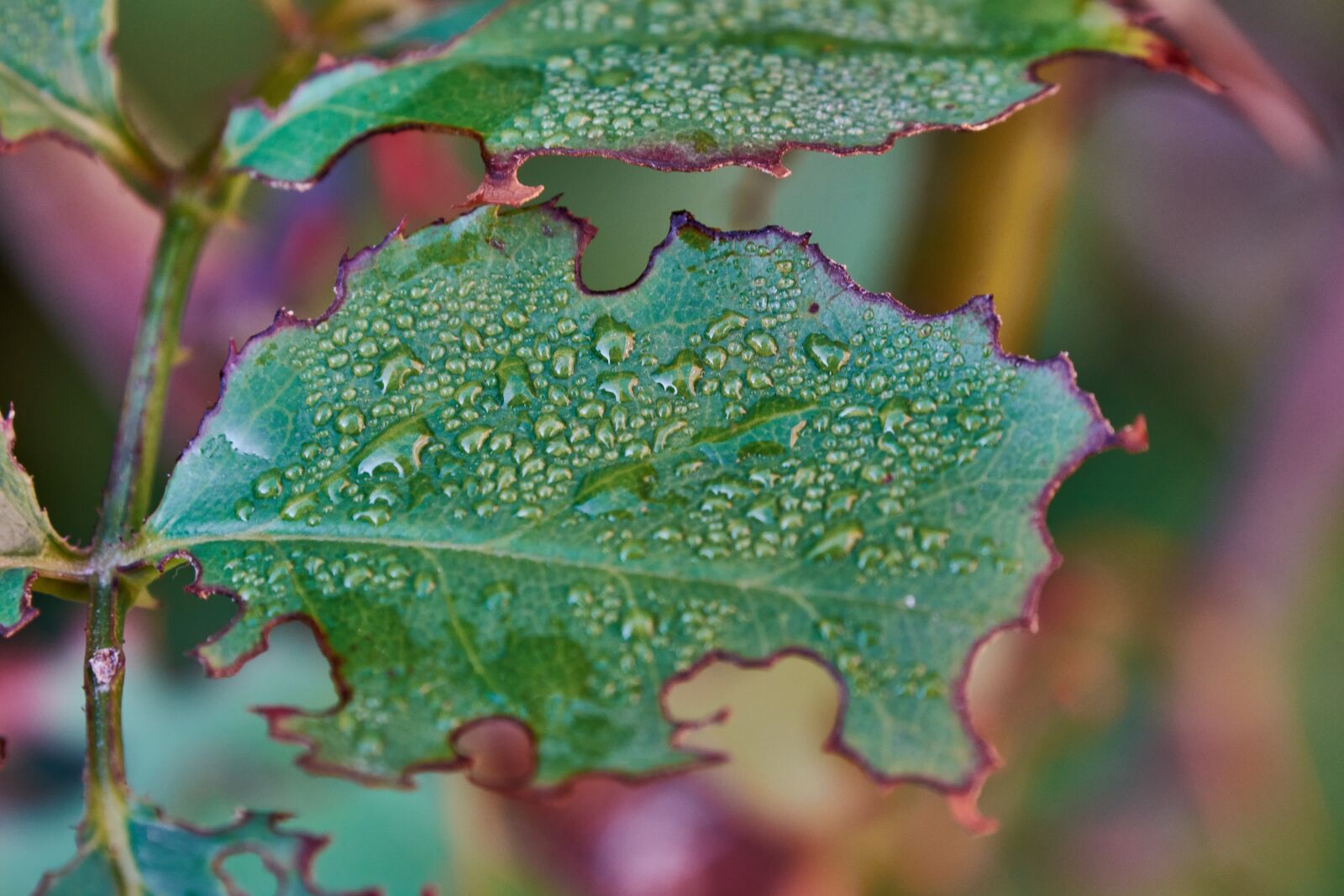 Nikon D7200 sample photo. Leaf, rain, autumn photography