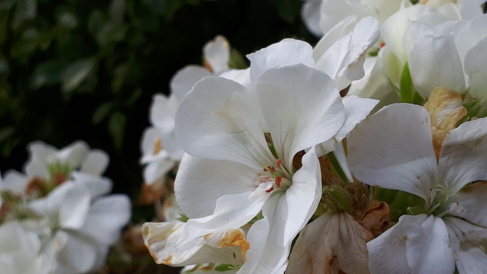 Samsung Galaxy A5(2017) sample photo. Close up, flower, nature photography