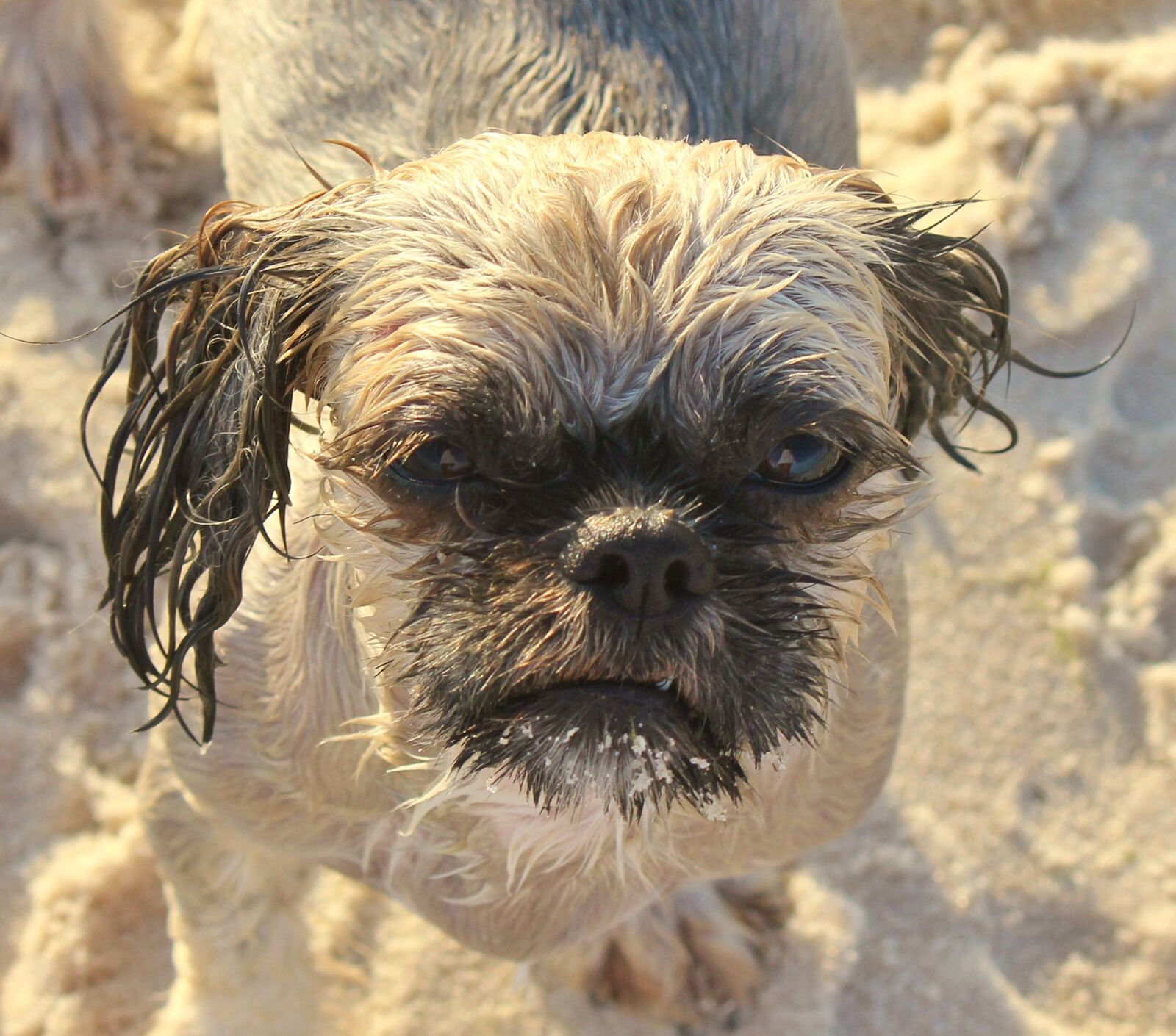 Canon EOS 550D (EOS Rebel T2i / EOS Kiss X4) sample photo. Dog, shih tzu, animal photography
