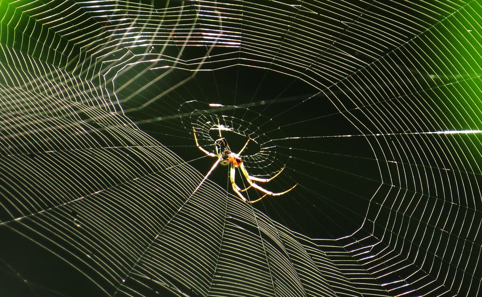 Canon PowerShot SX50 HS sample photo. Spider, web, arachnid photography