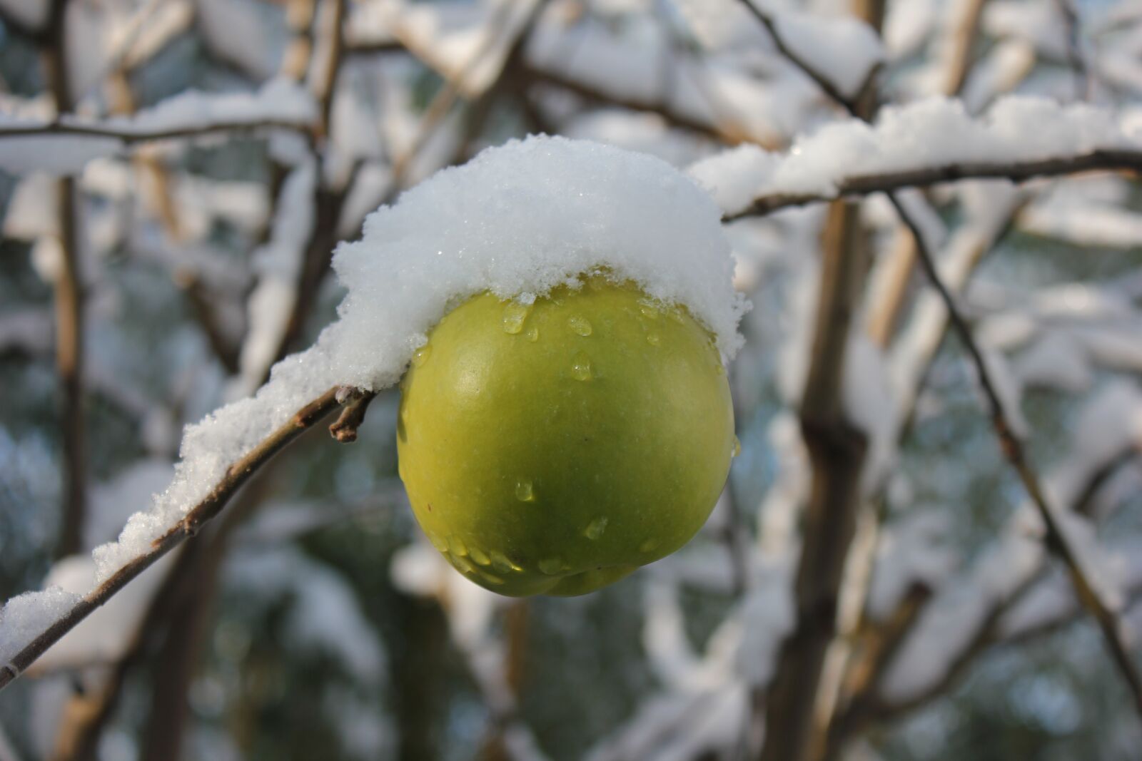 Canon EOS 550D (EOS Rebel T2i / EOS Kiss X4) sample photo. Apple, winter, snow photography