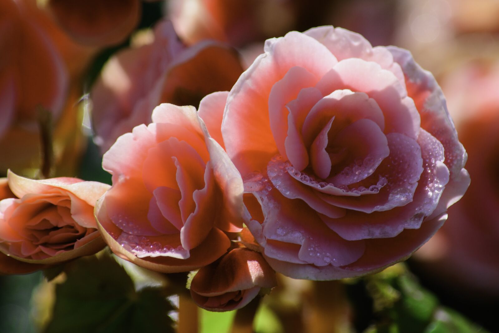 Nikon D5200 sample photo. Rose, pink roses, flowers photography