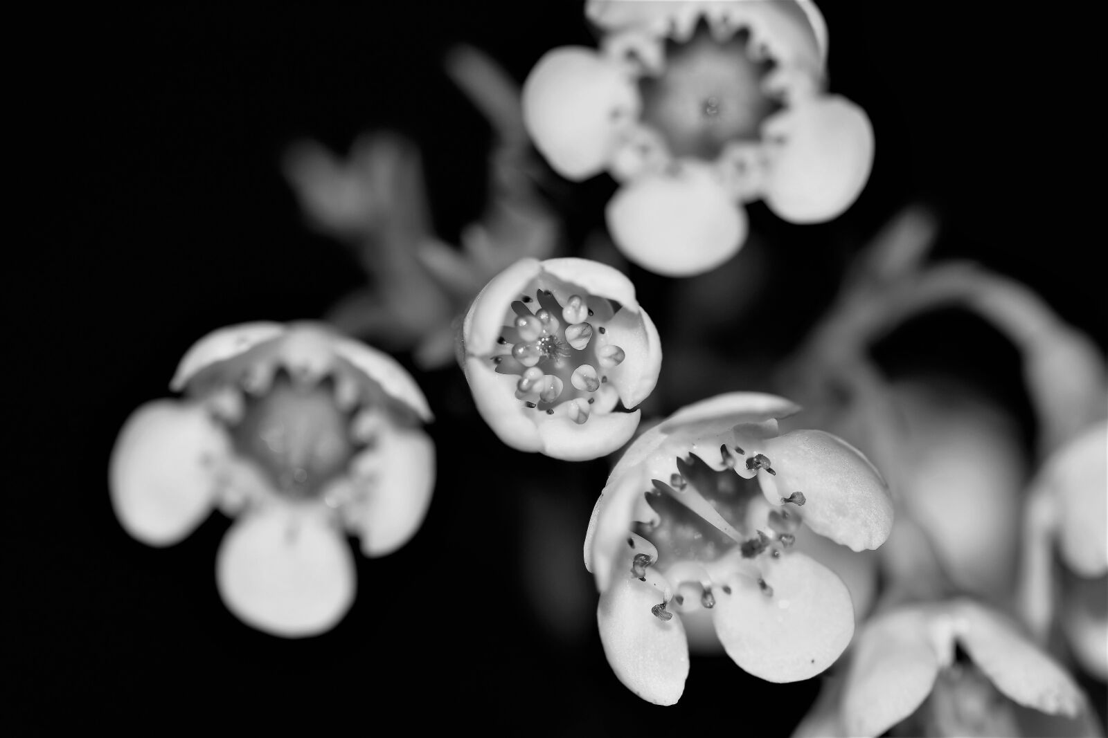 Nikon D5500 sample photo. Flowers, white, nature photography