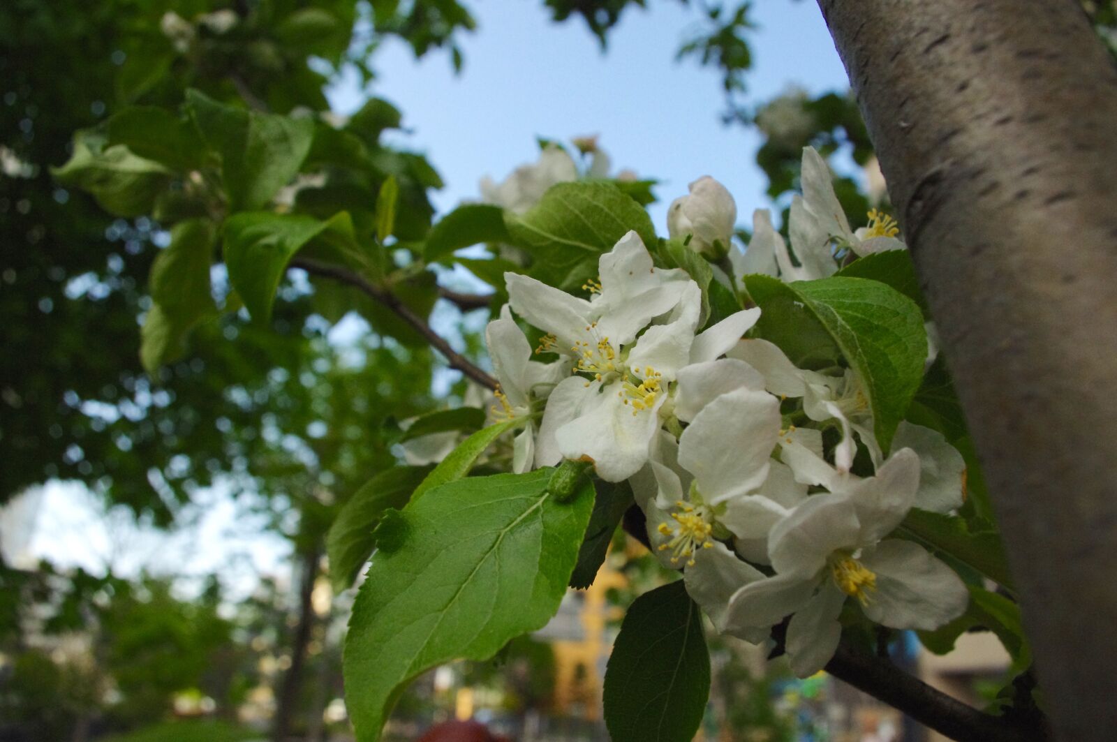 Pentax K-r sample photo. Apple flower, apple tree photography