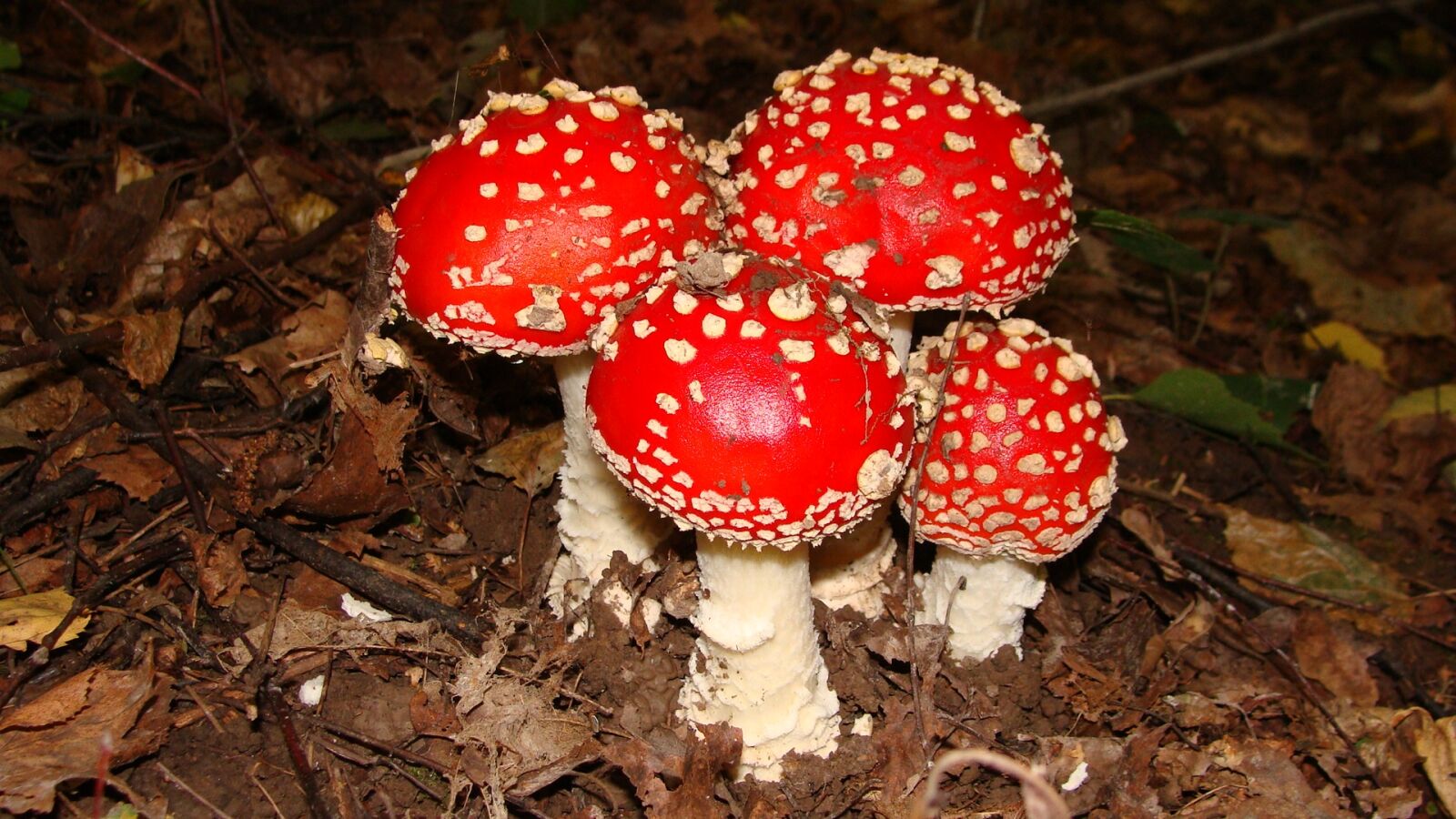 Sony Cyber-shot DSC-H10 sample photo. Mushrooms, amanita, forest photography