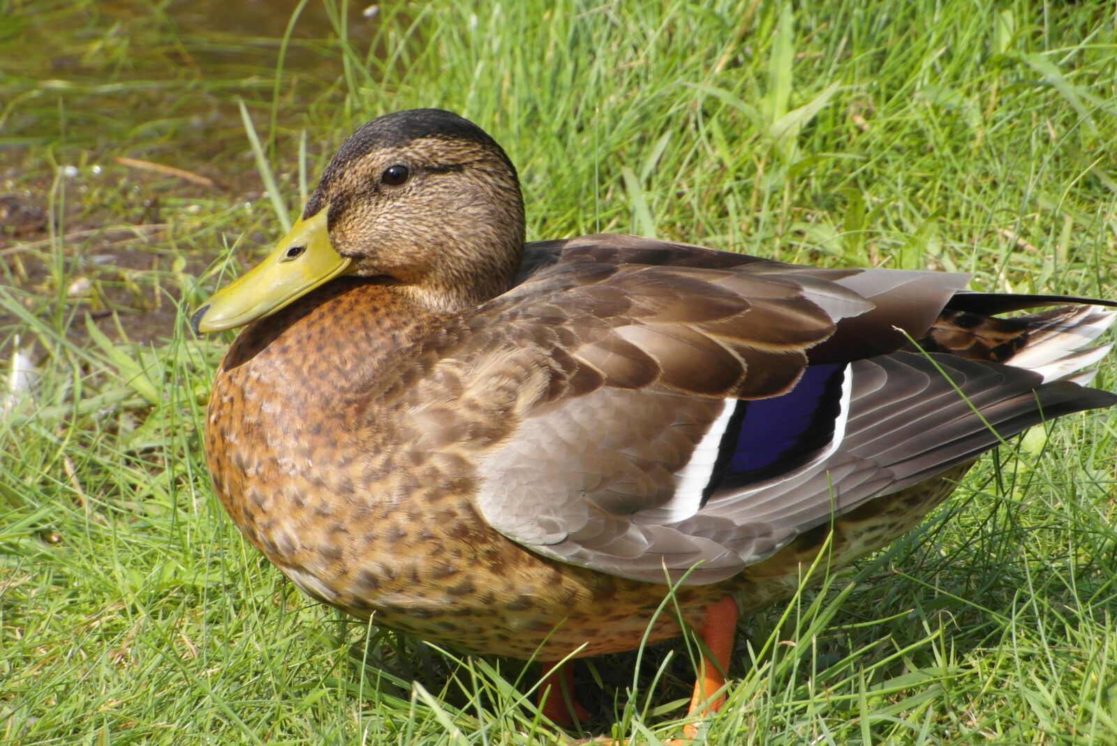 Samsung WB750 sample photo. Duck, beak, plumage photography
