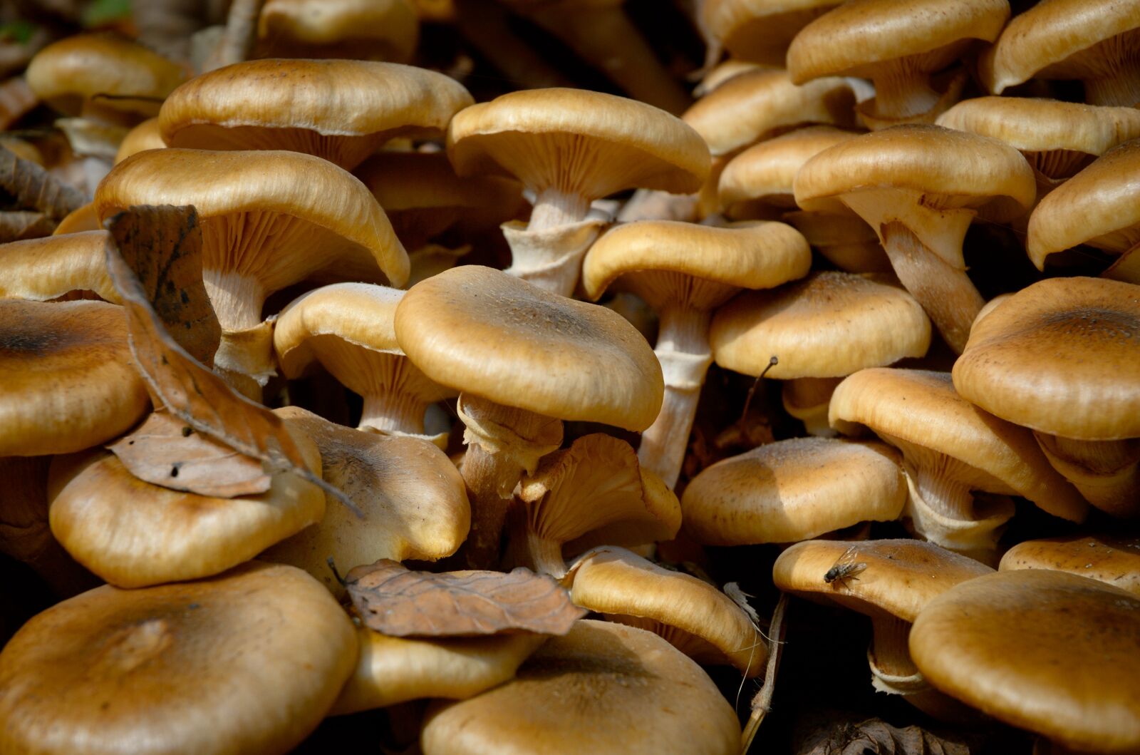Nikon D70 sample photo. Mushrooms, forest, autumn photography