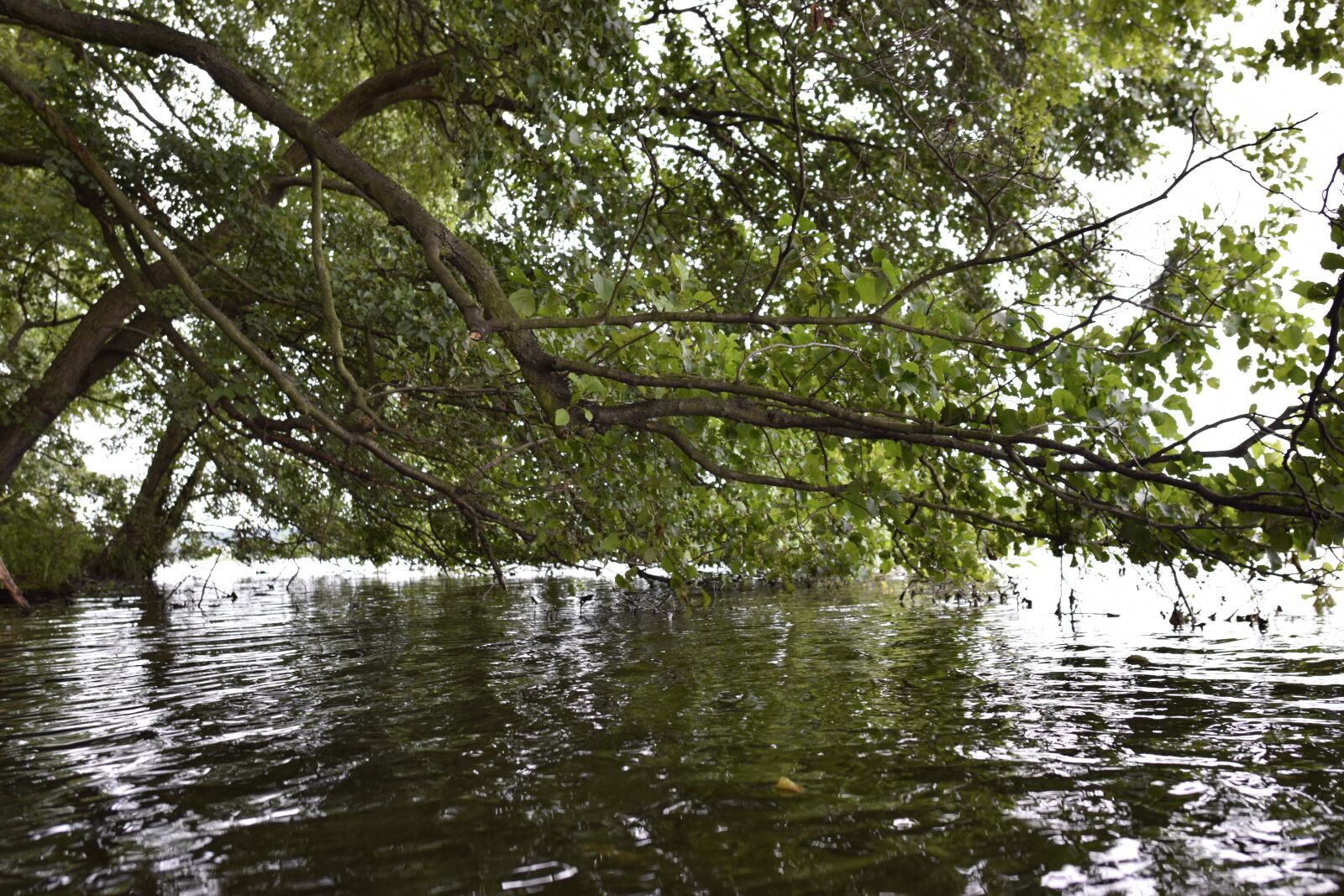 Nikon D5300 sample photo. Lake, foliage, tree photography