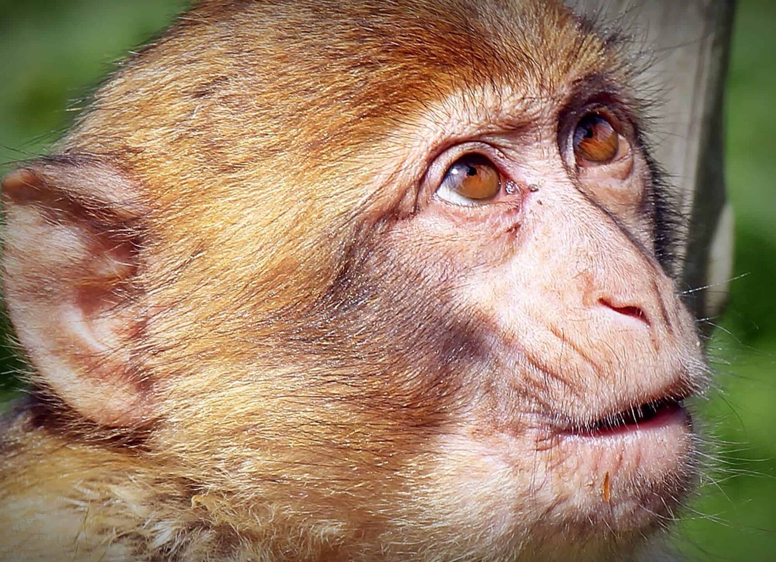 Canon EOS 550D (EOS Rebel T2i / EOS Kiss X4) sample photo. Animal, monkey, face, head photography
