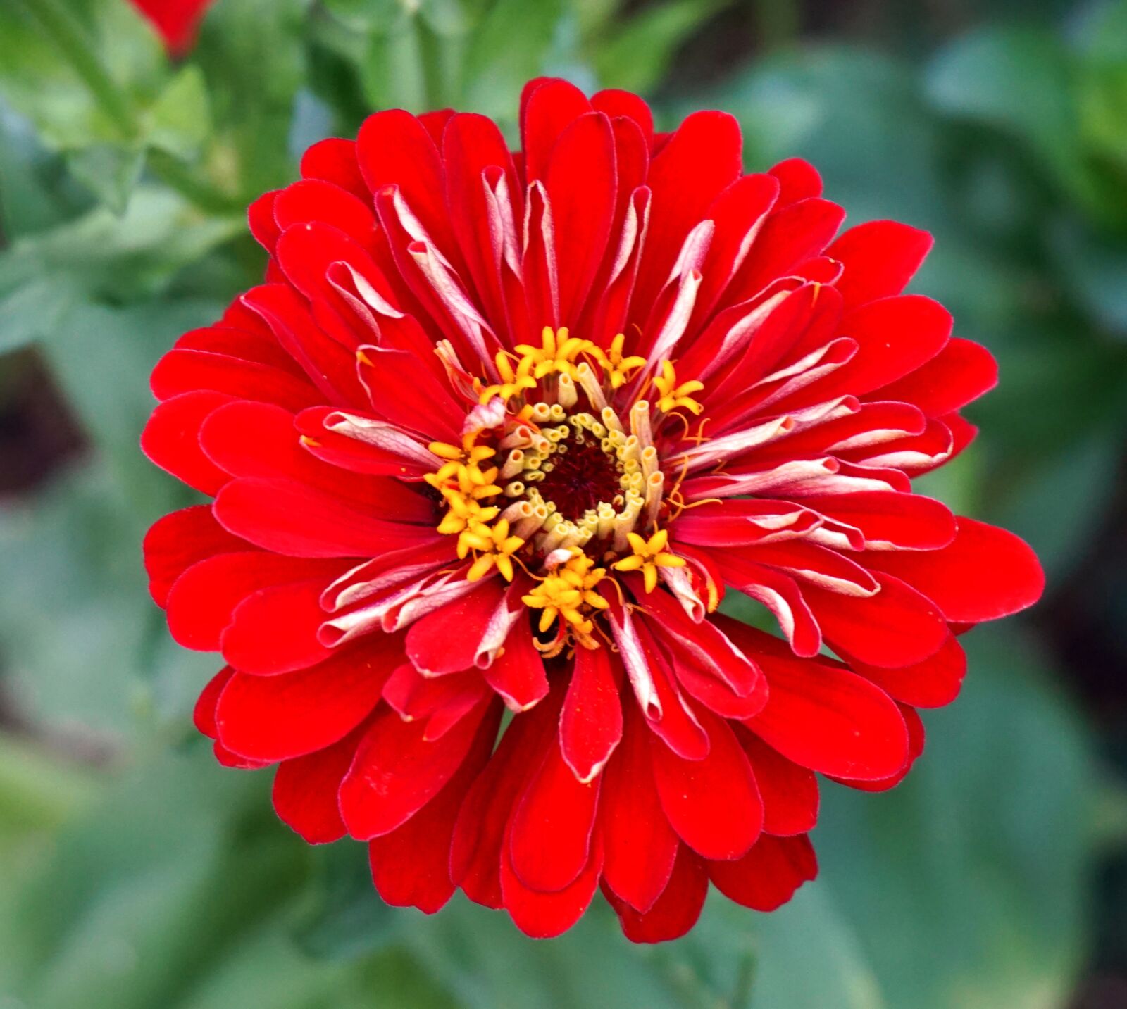 Sony Alpha a5000 (ILCE 5000) sample photo. Flower, red, blossom photography
