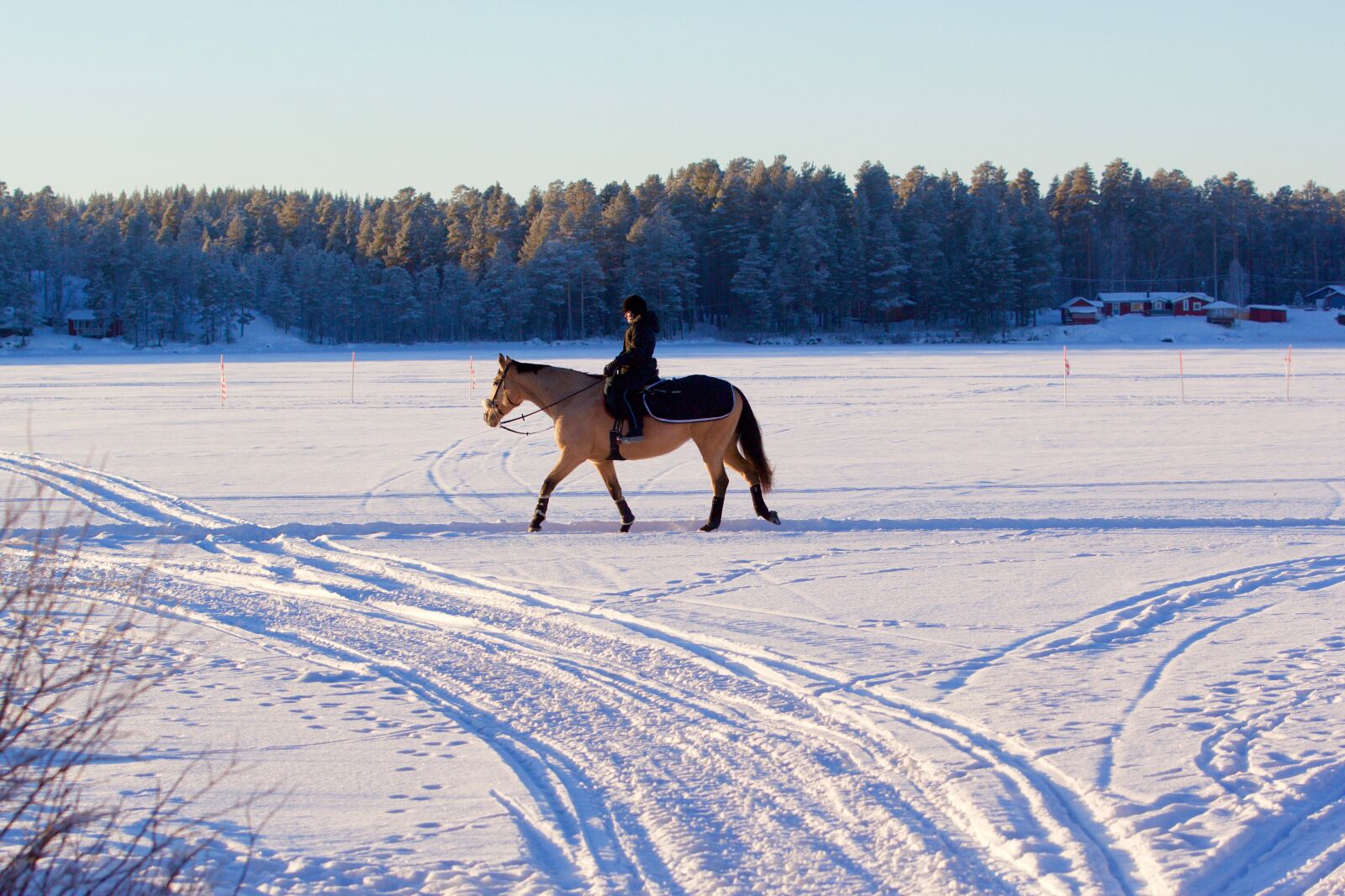 Canon EOS 60D sample photo. Horse, snow, winter landscape photography