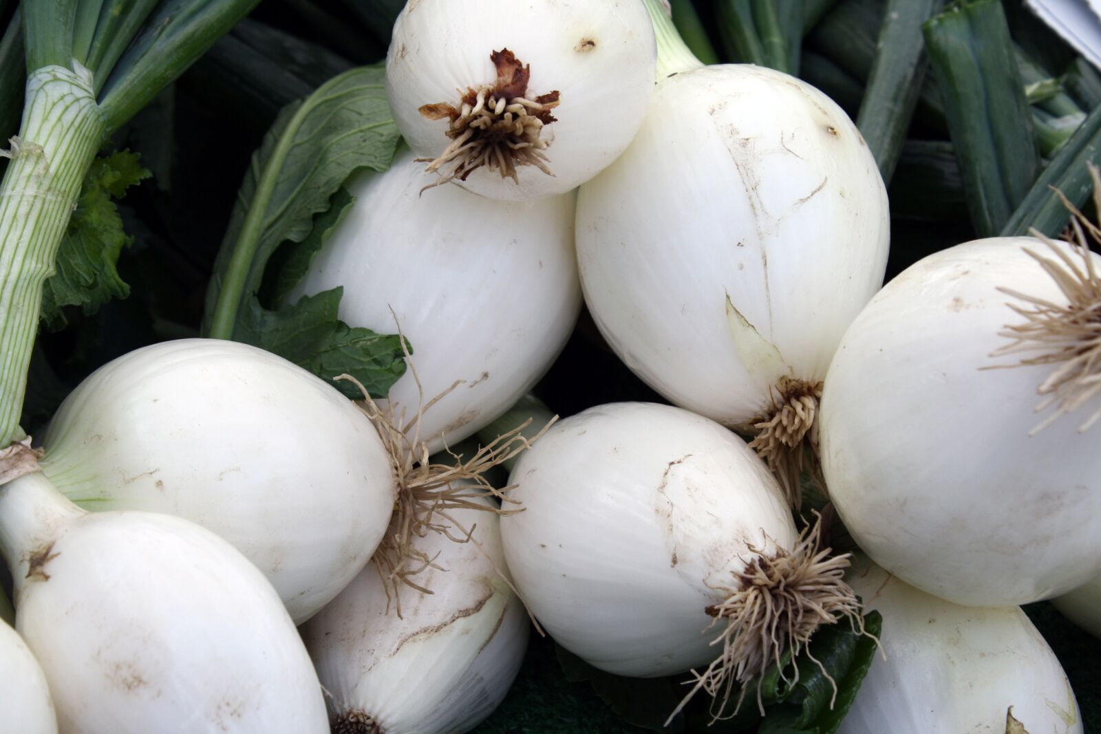 Canon EOS 1000D (EOS Digital Rebel XS / EOS Kiss F) sample photo. Green, onions, farmers photography