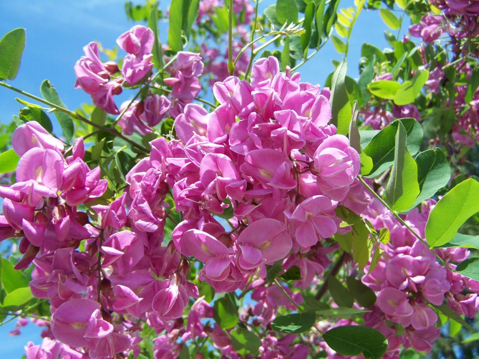 Kodak EASYSHARE ZD710 ZOOM DIGITAL CAMERA sample photo. Acacia, lilac-pink, spring photography
