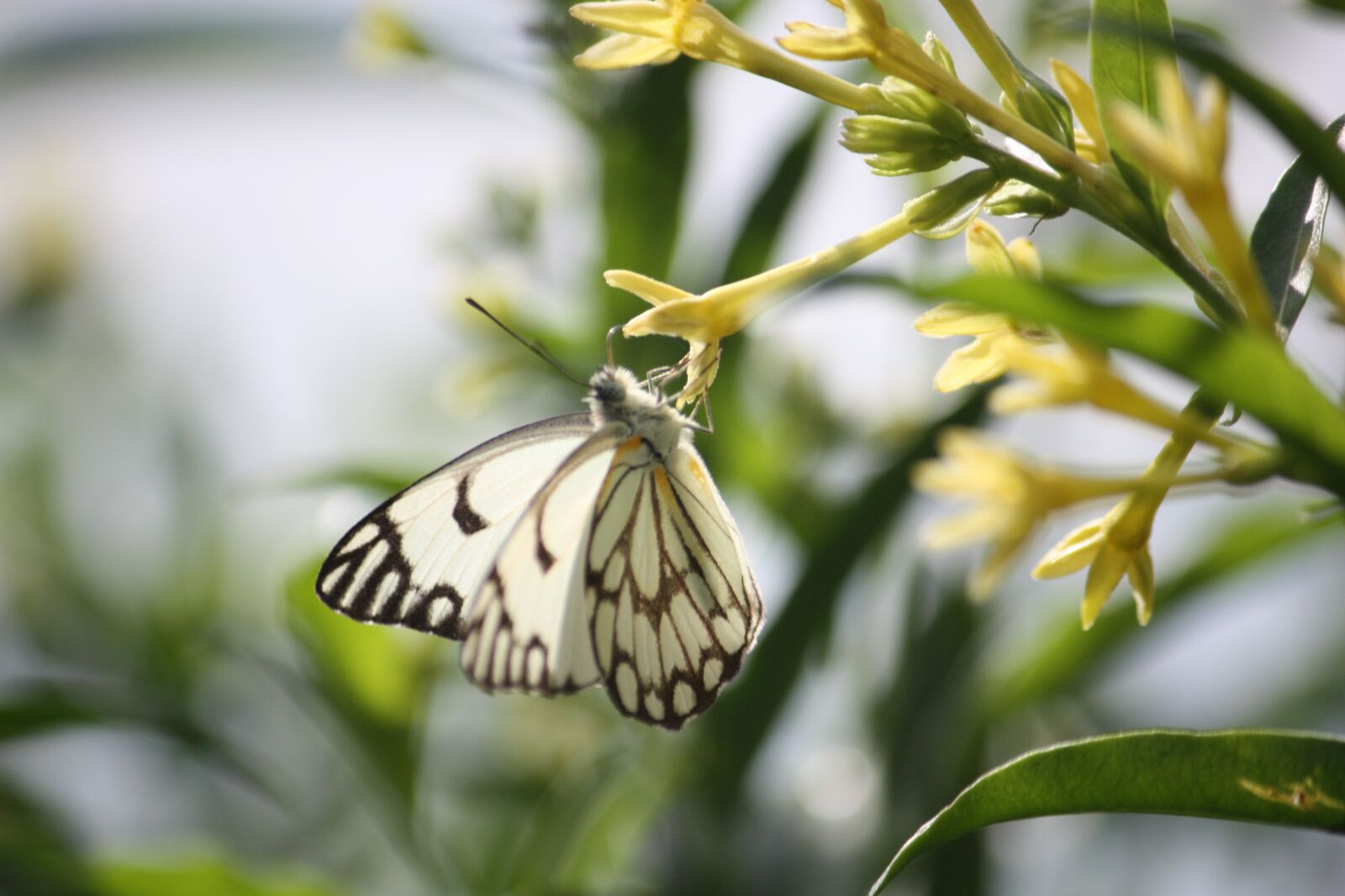 Canon EOS 450D (EOS Rebel XSi / EOS Kiss X2) sample photo. Butterfly, pollinate, beautiful photography