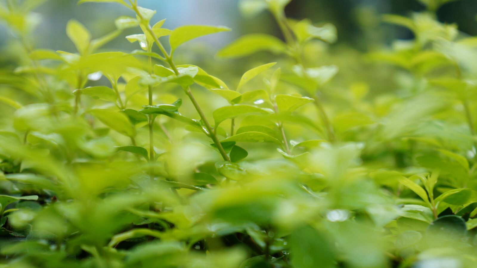 Sony Alpha NEX-F3 + Sony E 18-55mm F3.5-5.6 OSS sample photo. Green, grass, rain photography