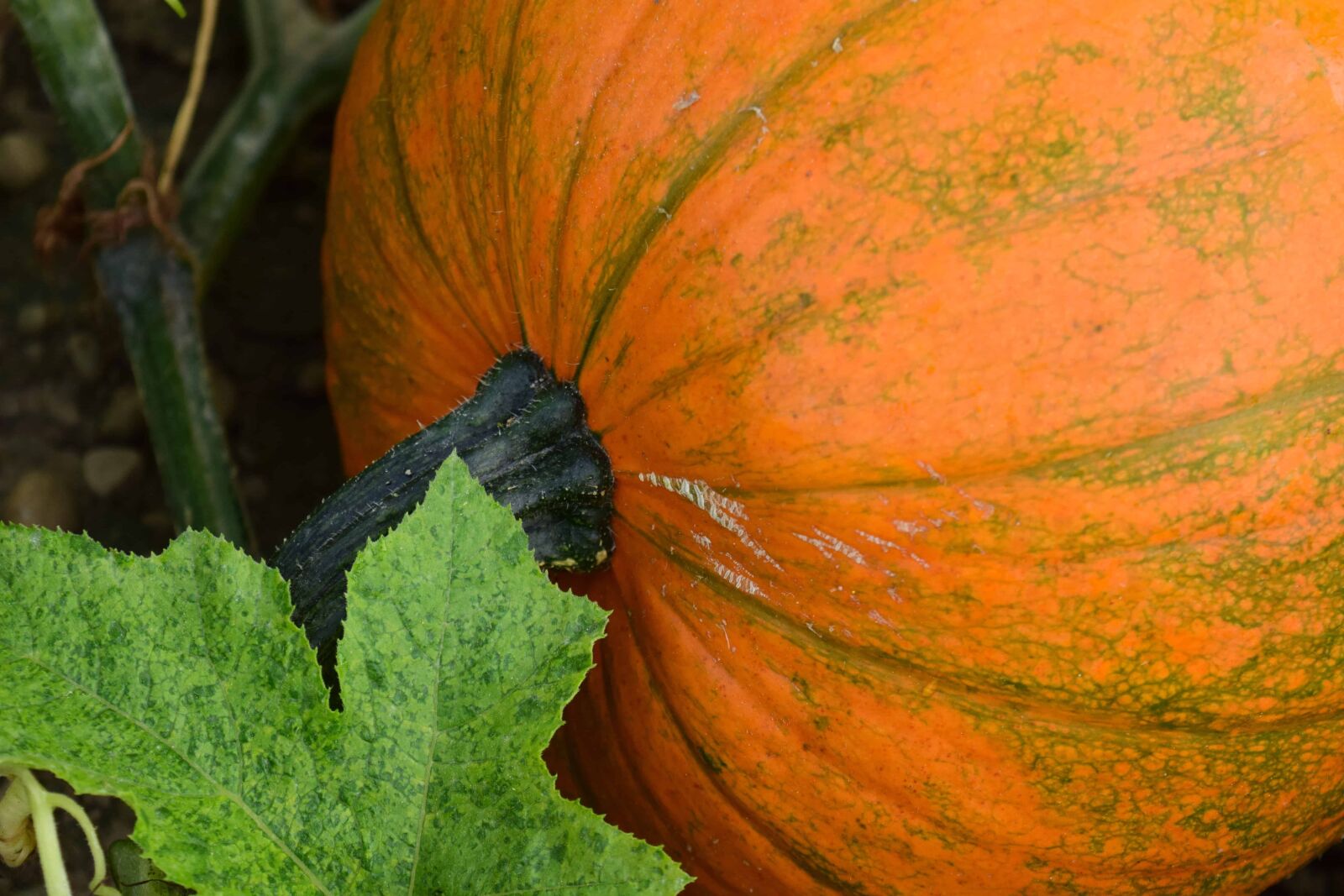 Nikon D3300 sample photo. Pumpkin, flora, food, vegetable photography
