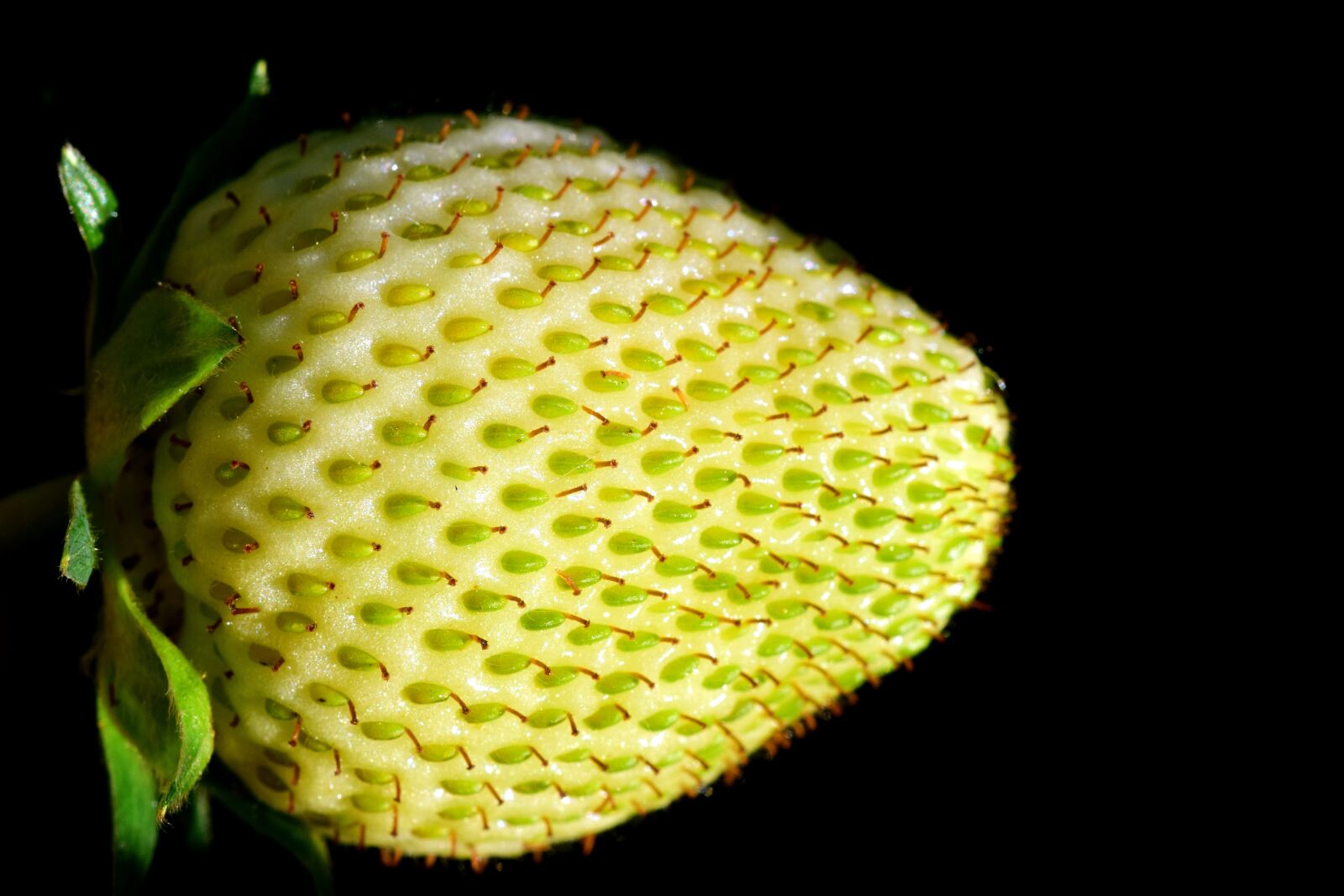 Nikon D3300 sample photo. Strawberry, green, green strawberry photography