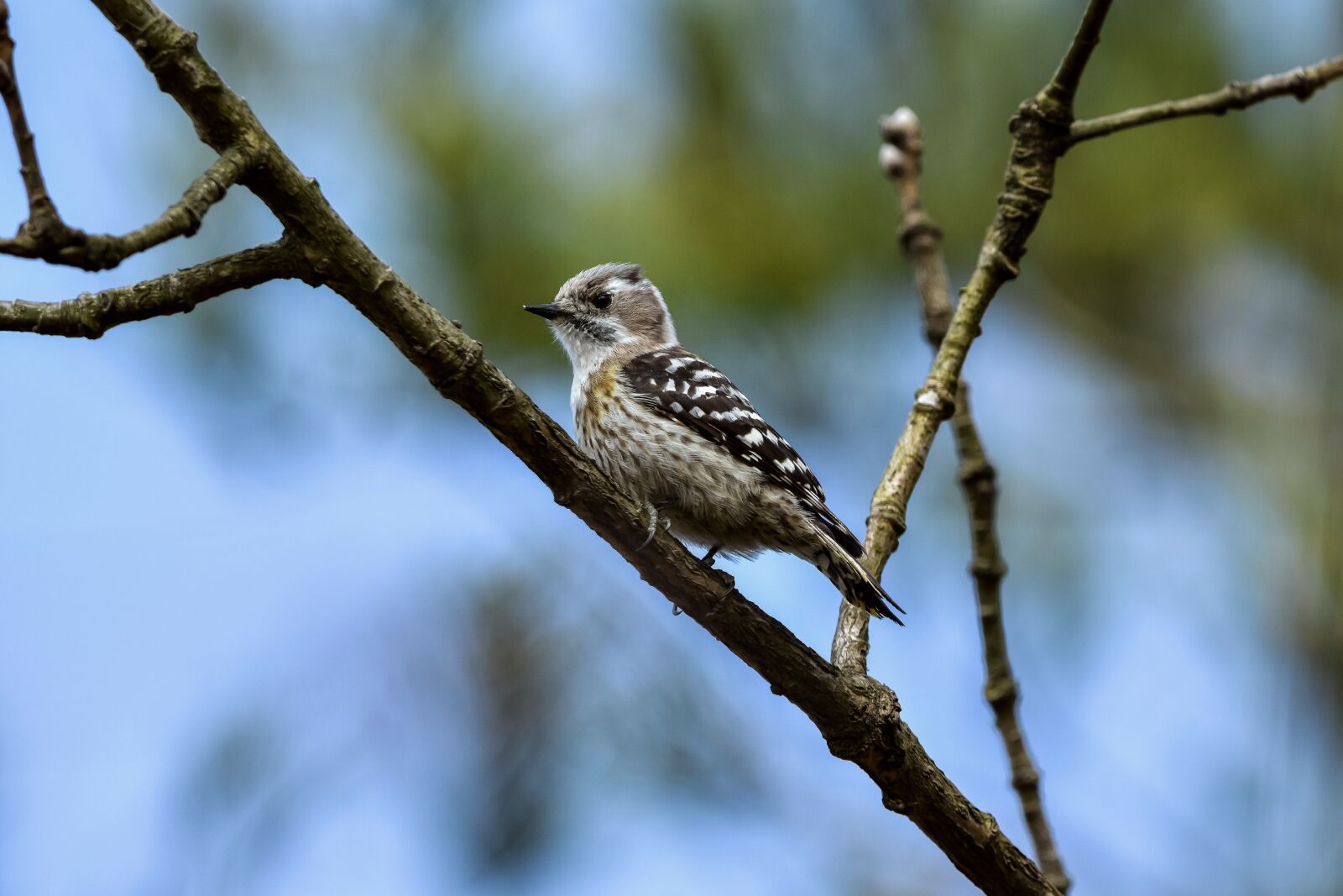 Nikon D7200 sample photo. Animal, forest, wood photography