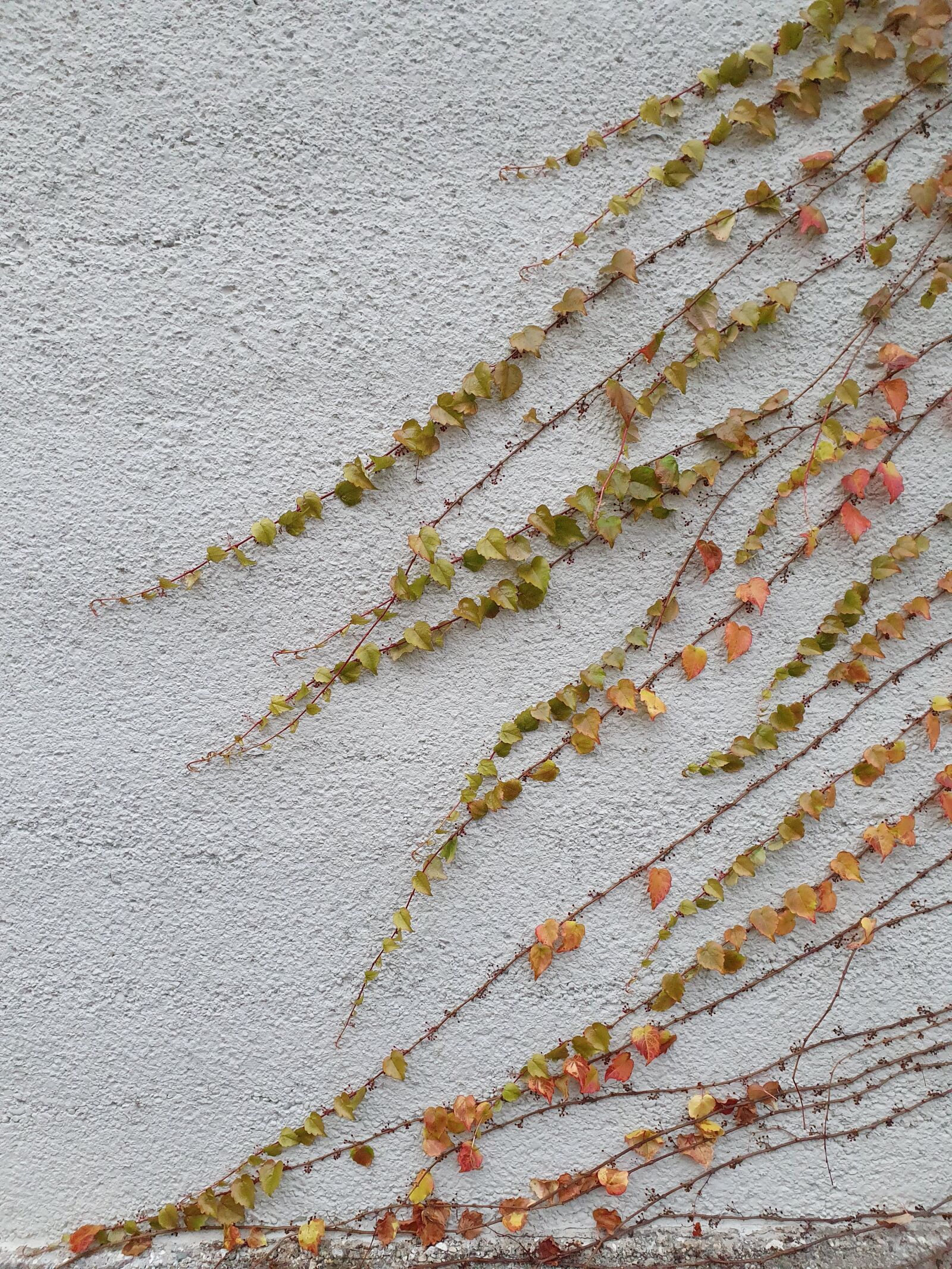 Samsung Galaxy S10 sample photo. Vines, leaves, vine photography